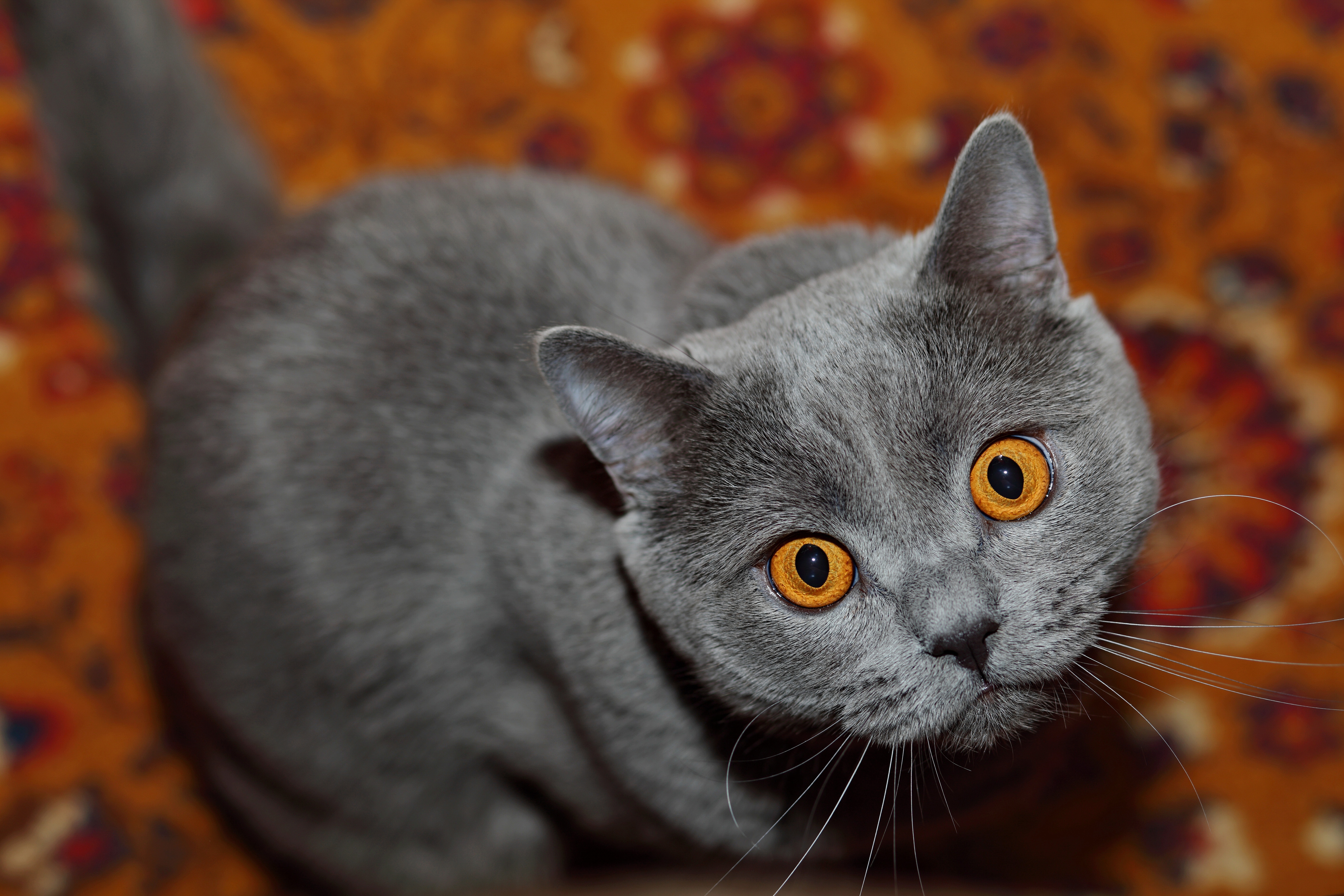 Кошка с желтыми глазами порода. Британская короткошёрстная кошка. Британский короткошерстный кот серый. Британский гладкошерстный кот. Британская короткошёрстная кошка голубая.