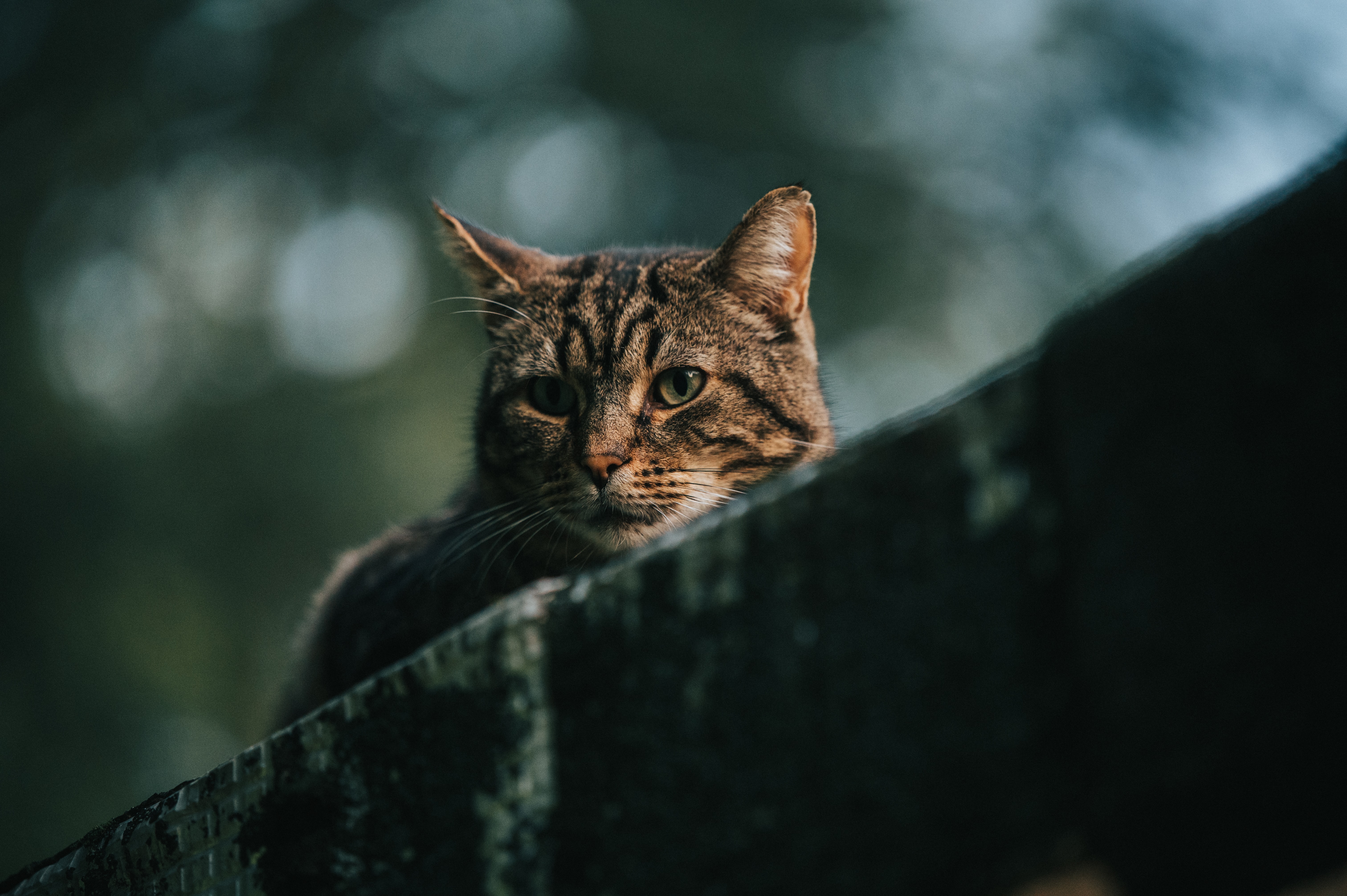 Кошка грустная песня. Обои кошки. Котенок грустит. Грустные коты. Кот серый.