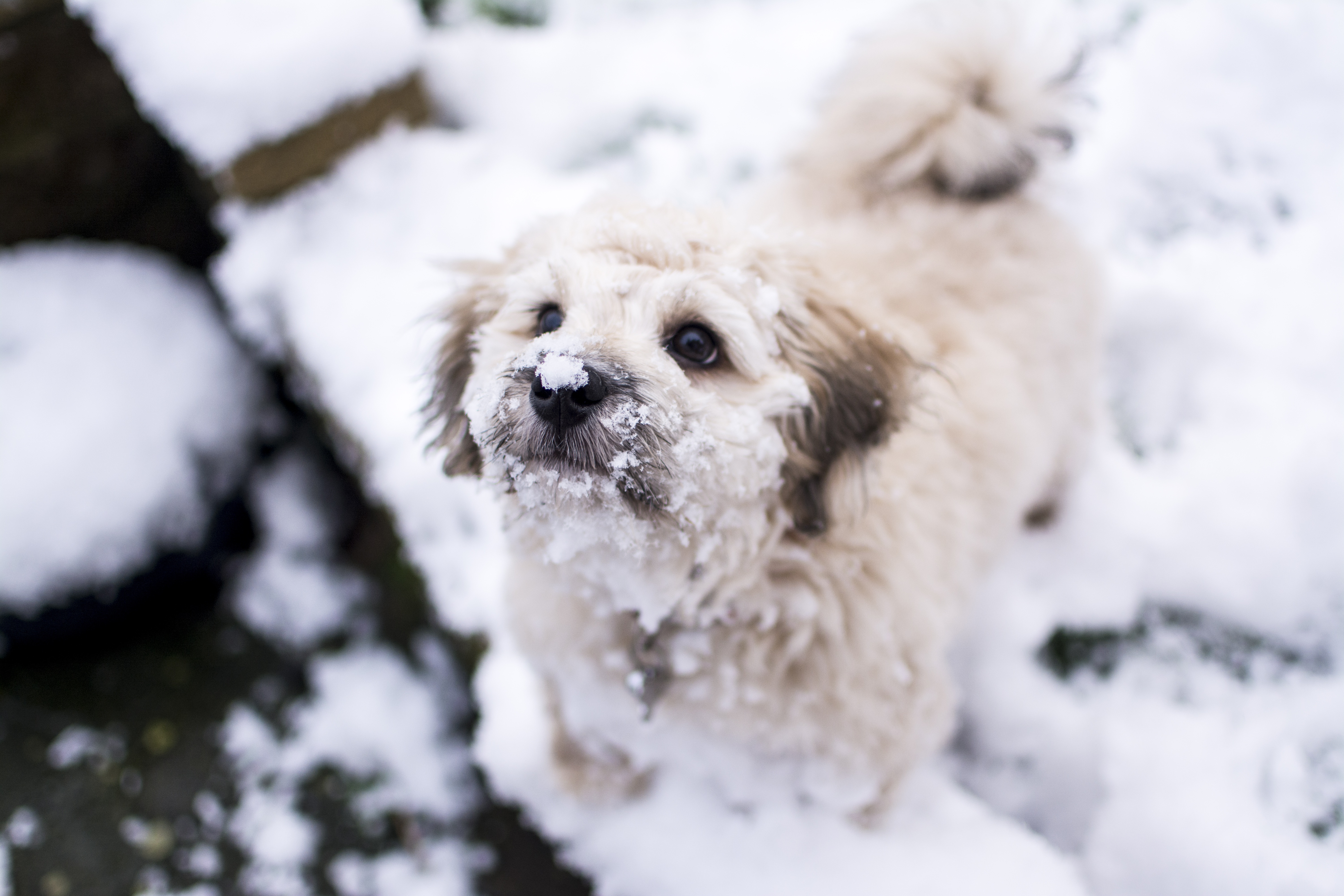 Собака сугроб. Собачки зимой. Собака в снегу. Щенок и снег. Милый щенок в снегу.