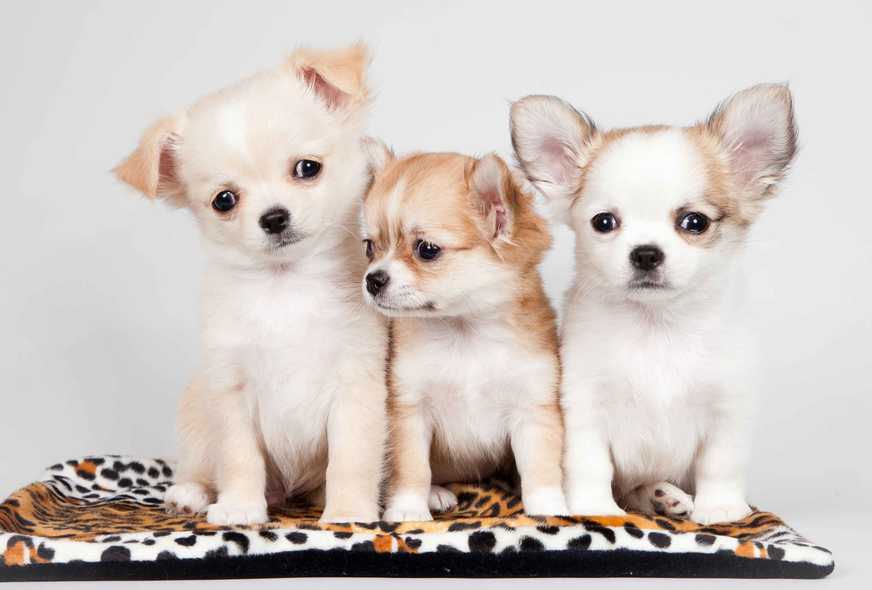Three little funny chihuahua puppies Desktop wallpapers 1920x1080