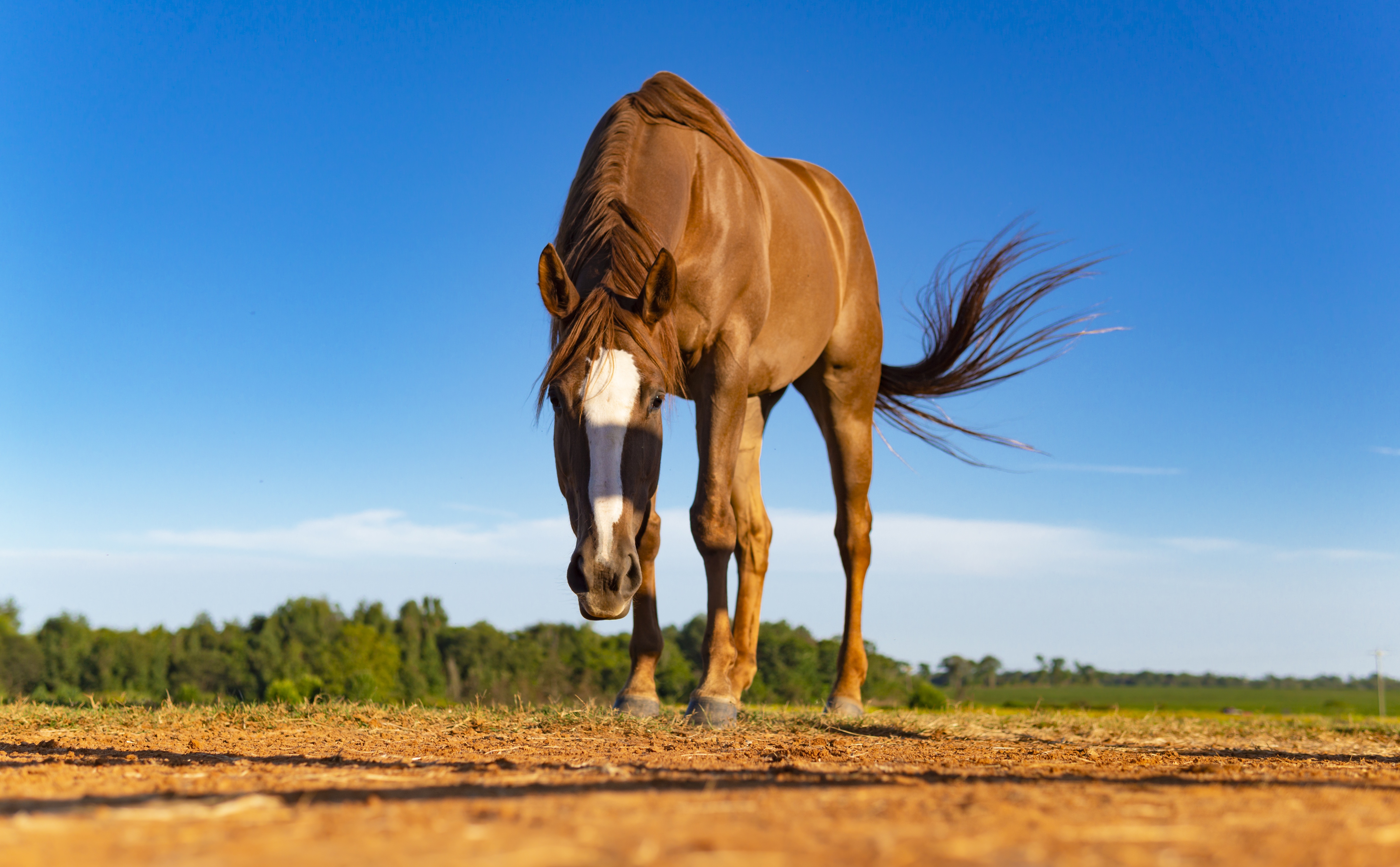 Zastaki.com - Красивая коричневая лошадь пасется 