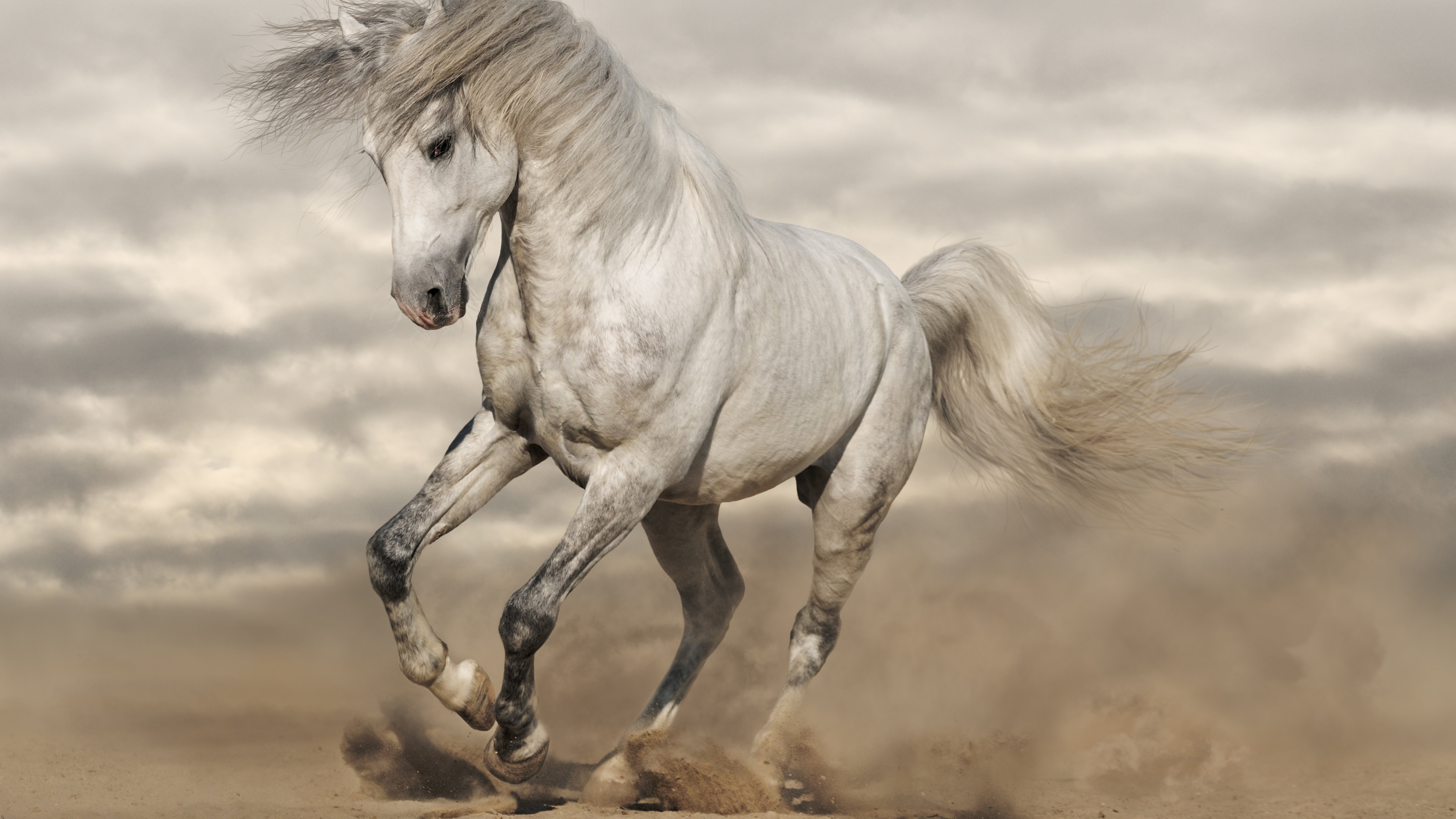 Zastaki.com - Красивая белая лошадь скачет по горячему песку