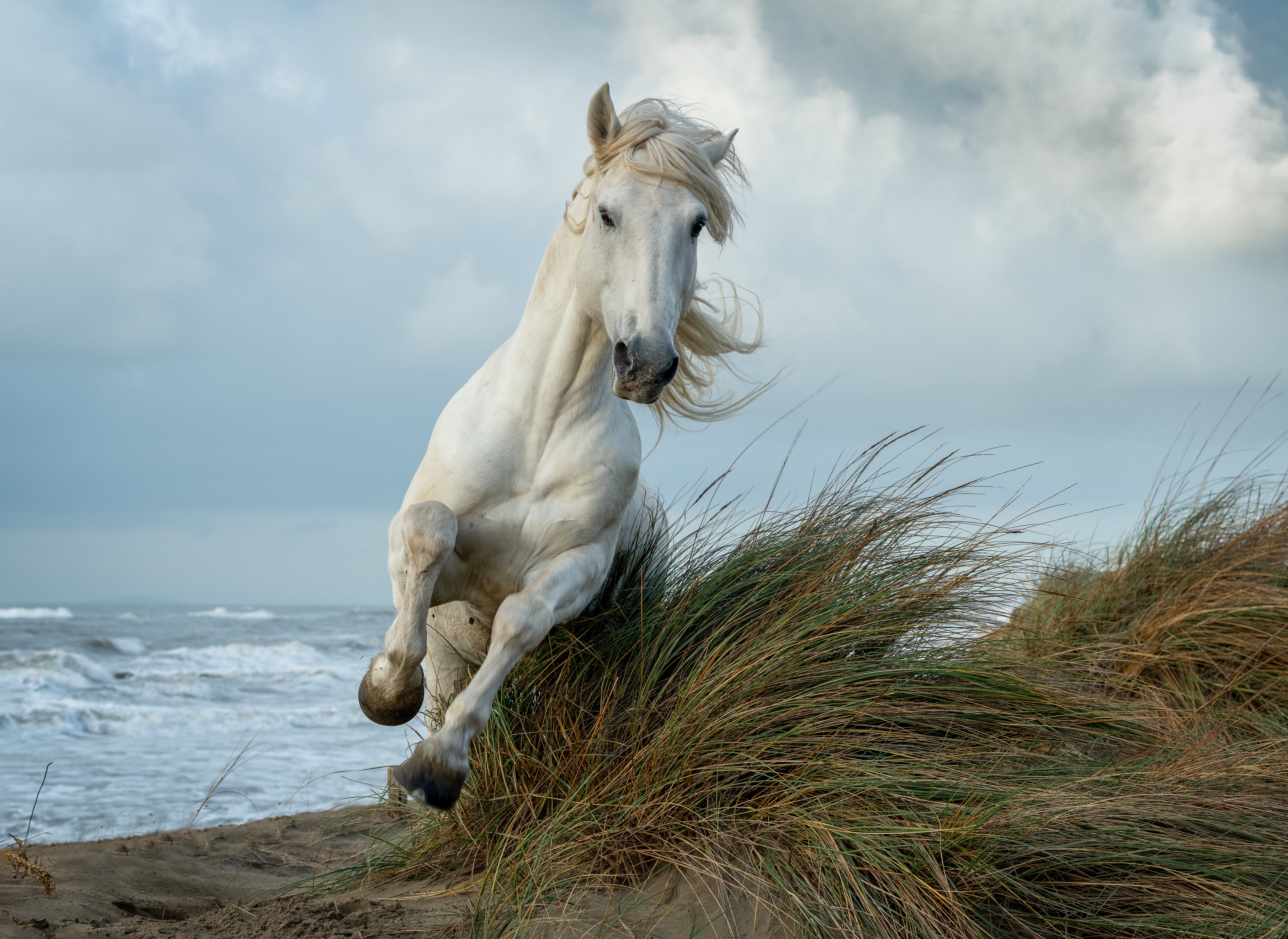 Белоснежные лошадки. Белый конь. Красивые лошади. Лошадь скачет. Лошадь бежит.