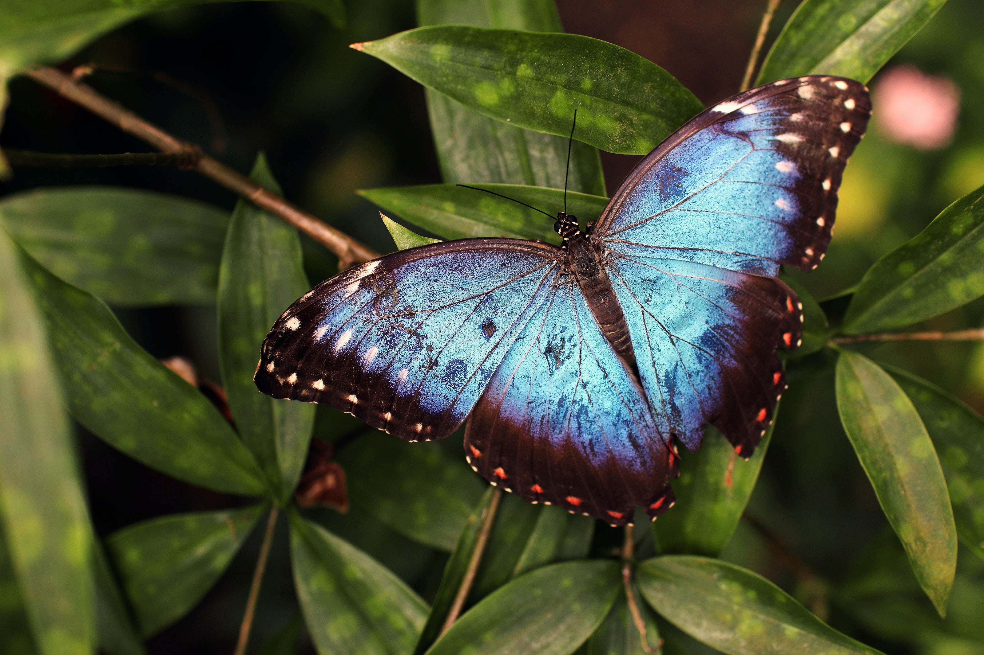 К чему снятся красивые бабочки