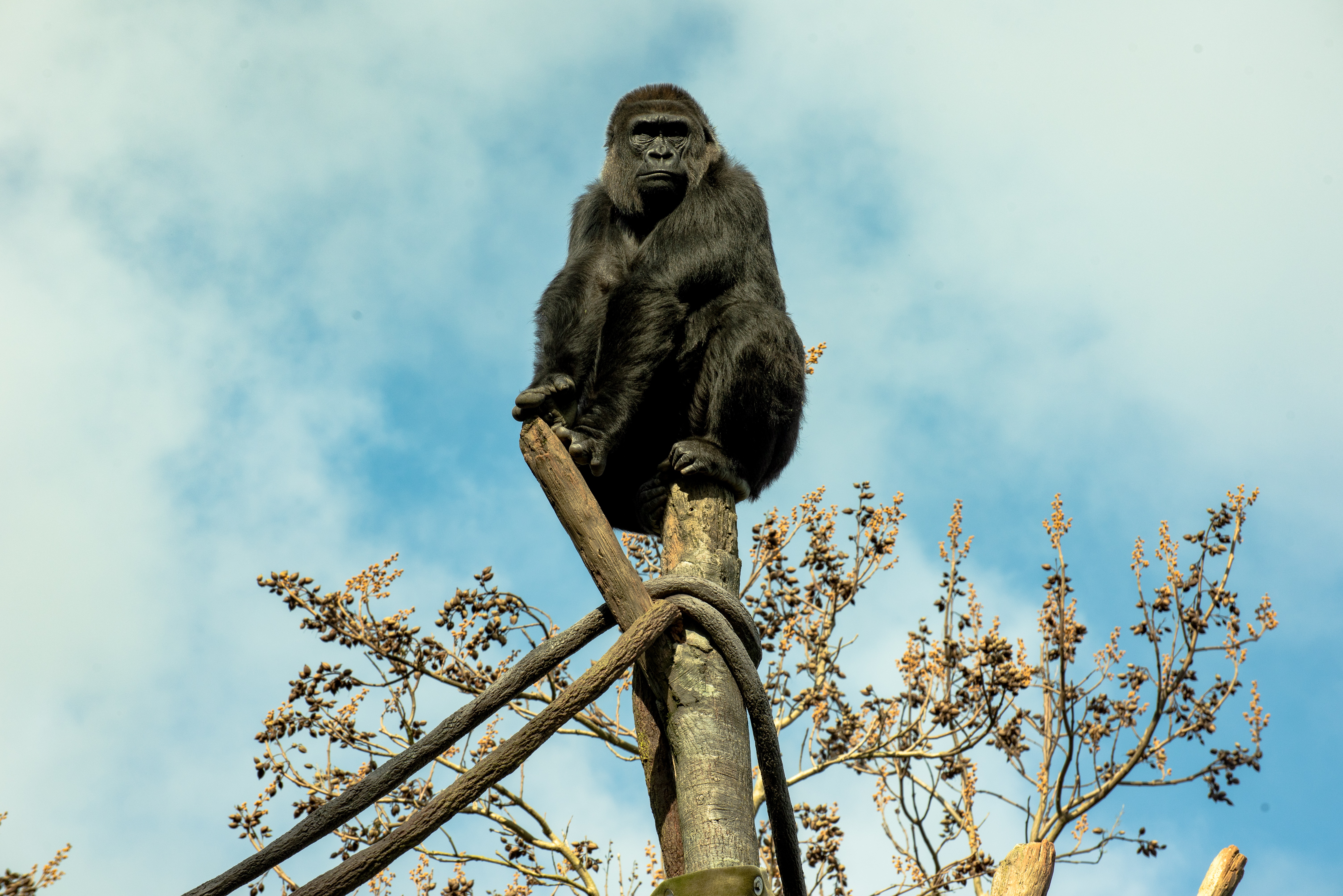 Наблюдать обезьяна. Горилла и шимпанзе. Приматы горилла. Обезьяна на дереве. Горилла на дереве.