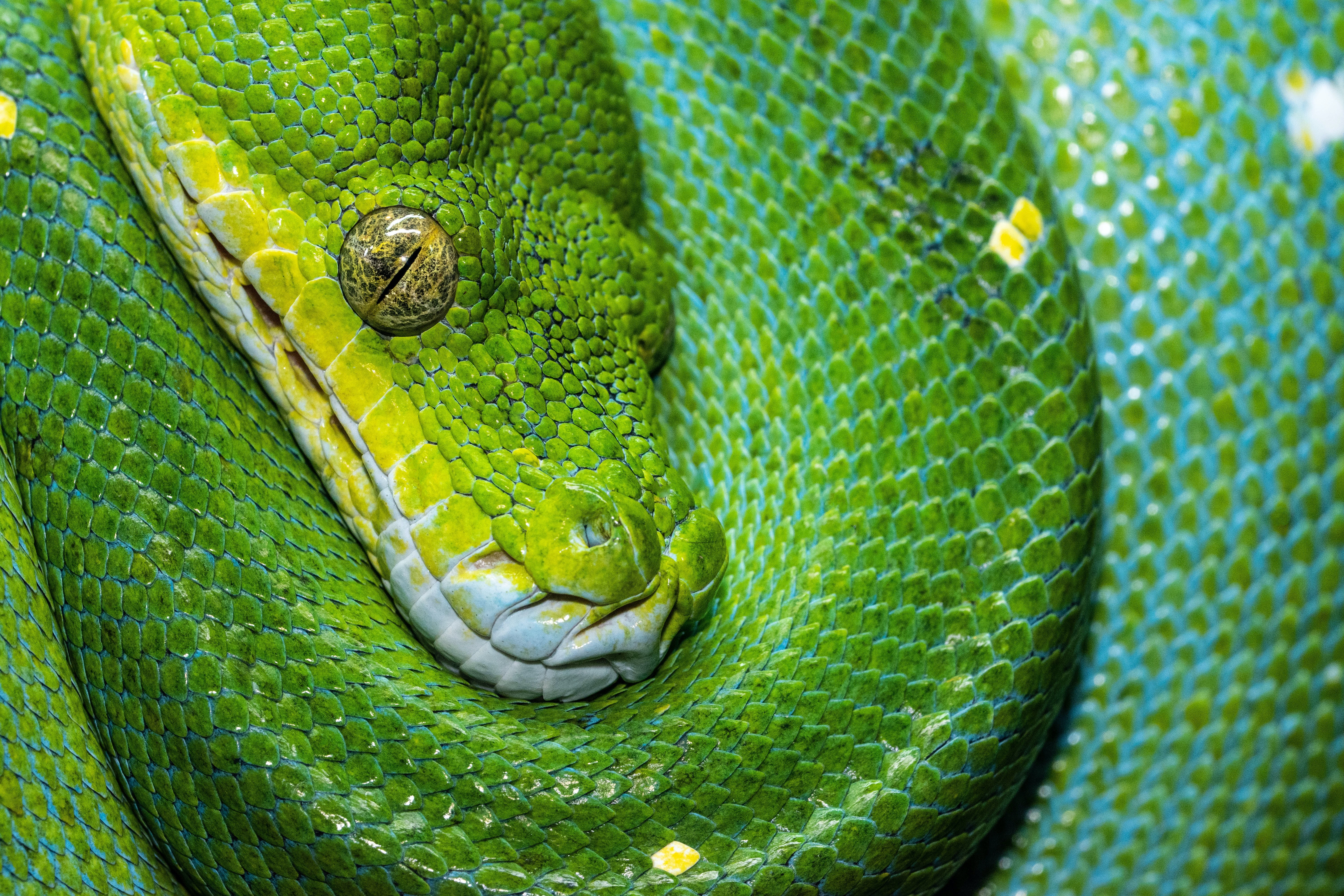 Zastaki.com - Зеленая змея крупным планом
