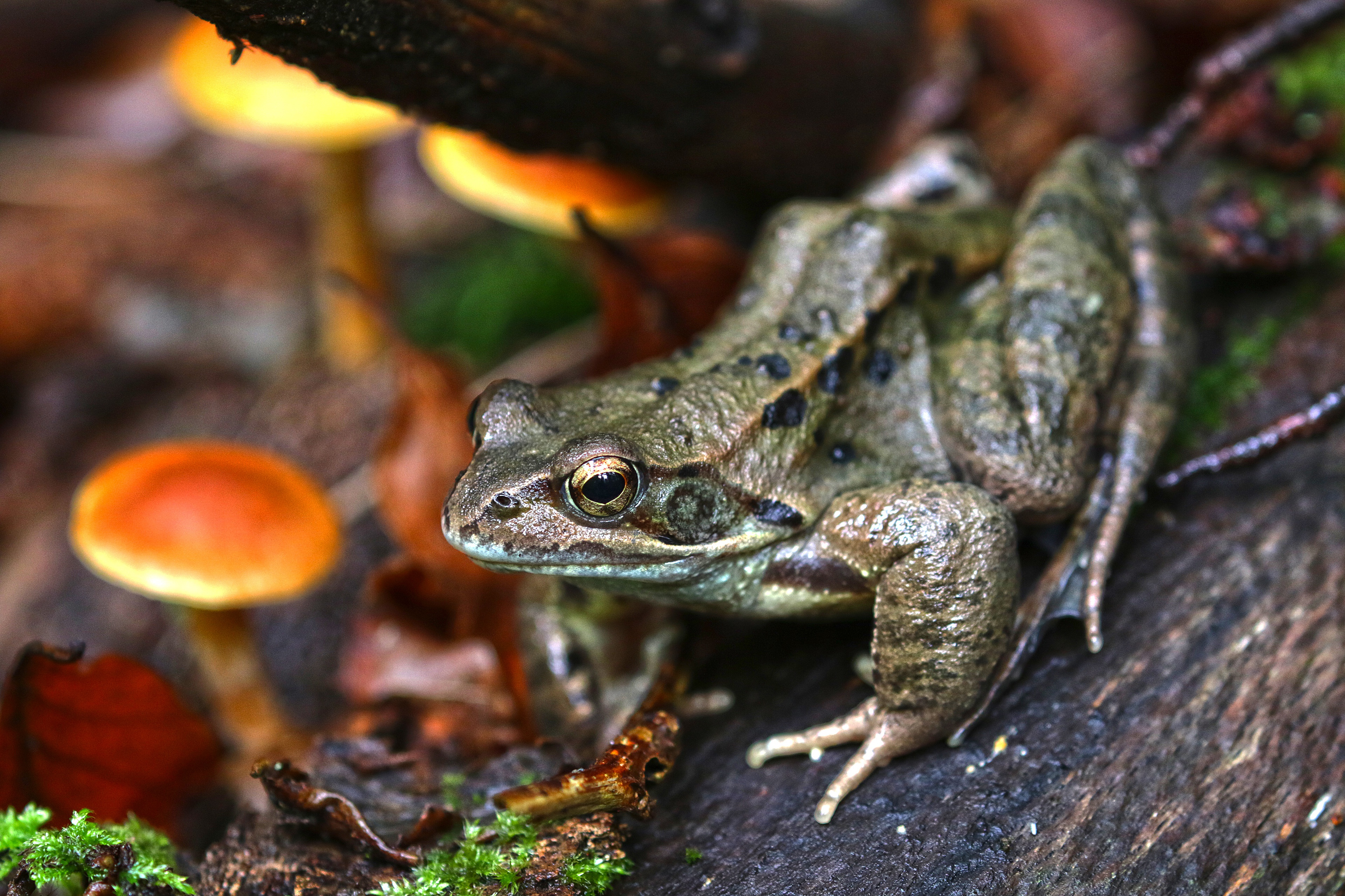 Zastaki.com - Зеленая жаба на дереве в лесу