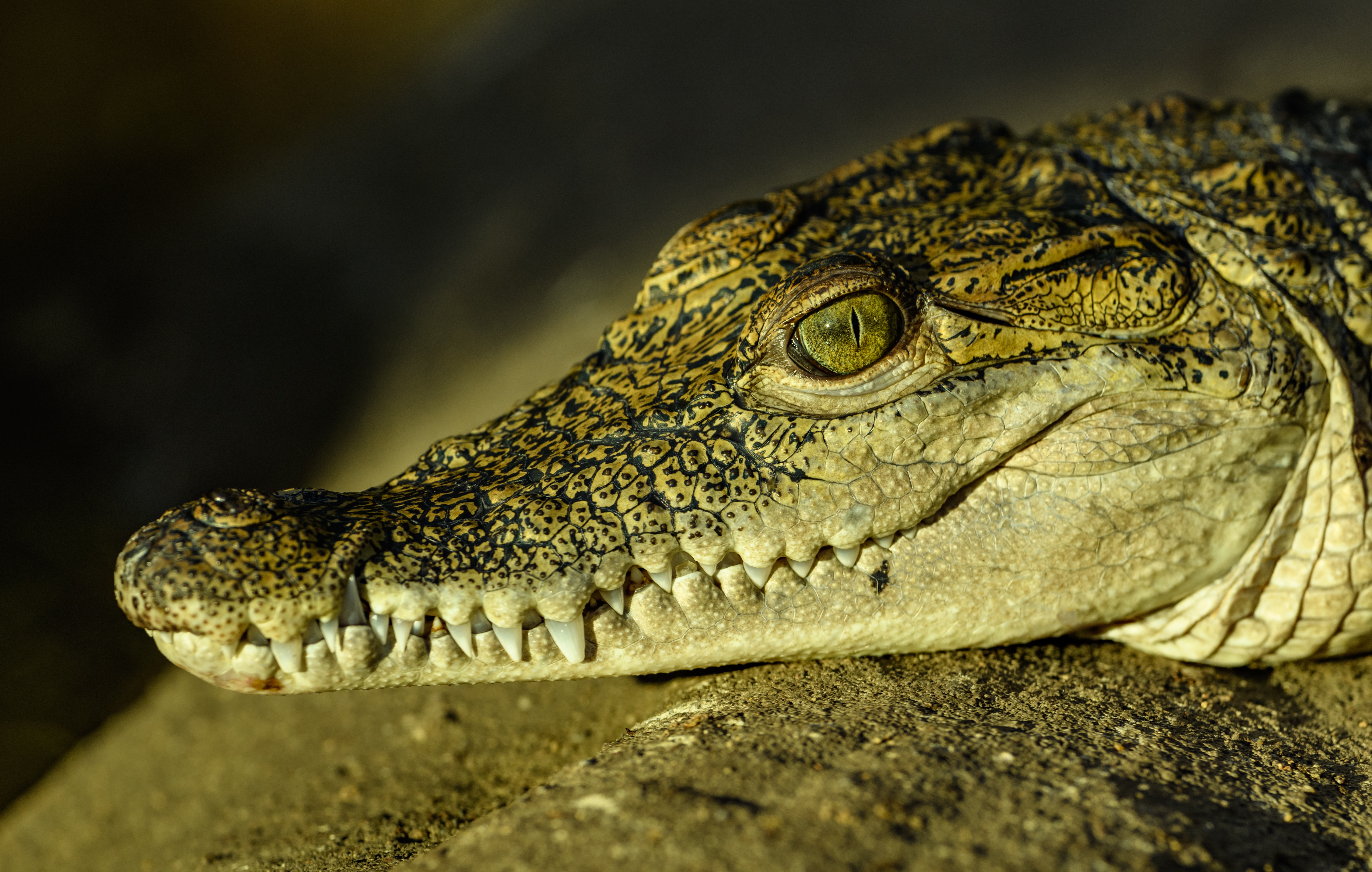 Zastaki.com - Большой крокодил с острыми клыками загорает на солнце