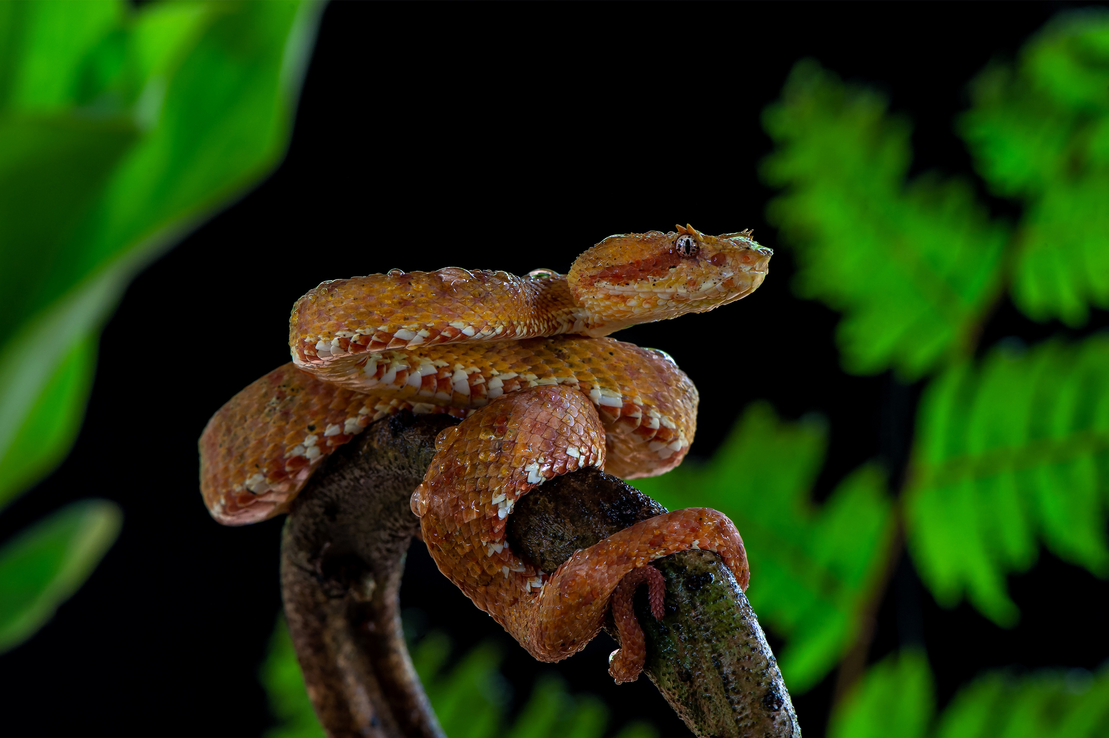 Zastaki.com - Большая ядовитая змея на ветке дерева 