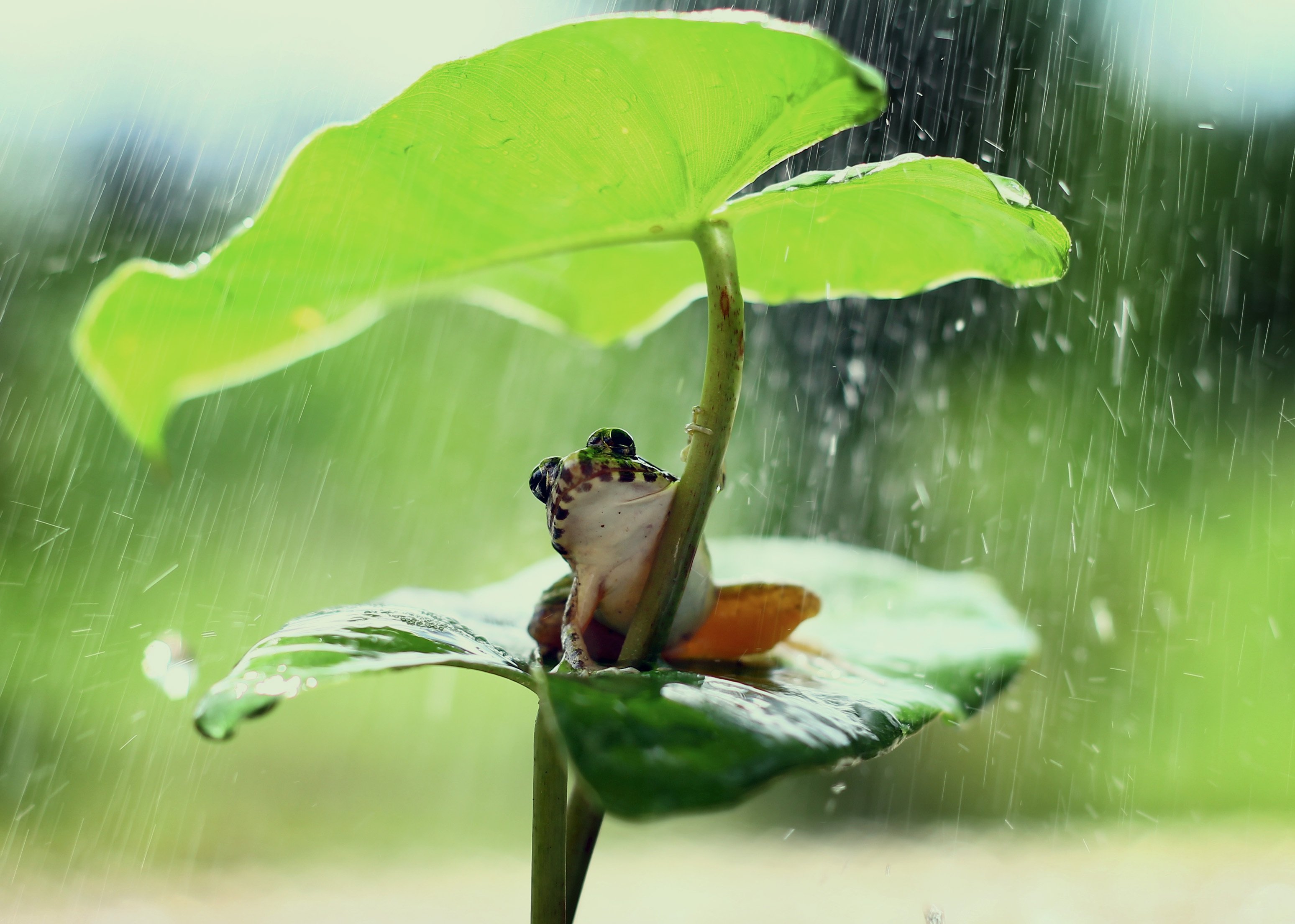 Zastaki.com - Маленькая лягушка сидит под зеленым листом во время дождя