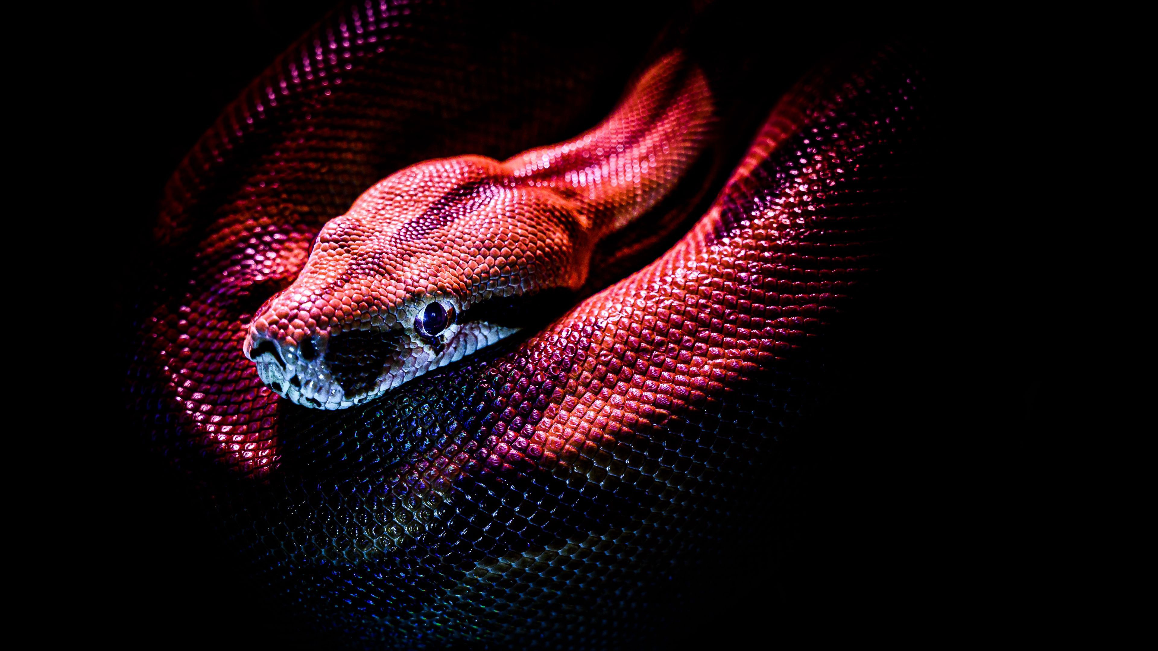 Zastaki.com - Красная змея на черном фоне