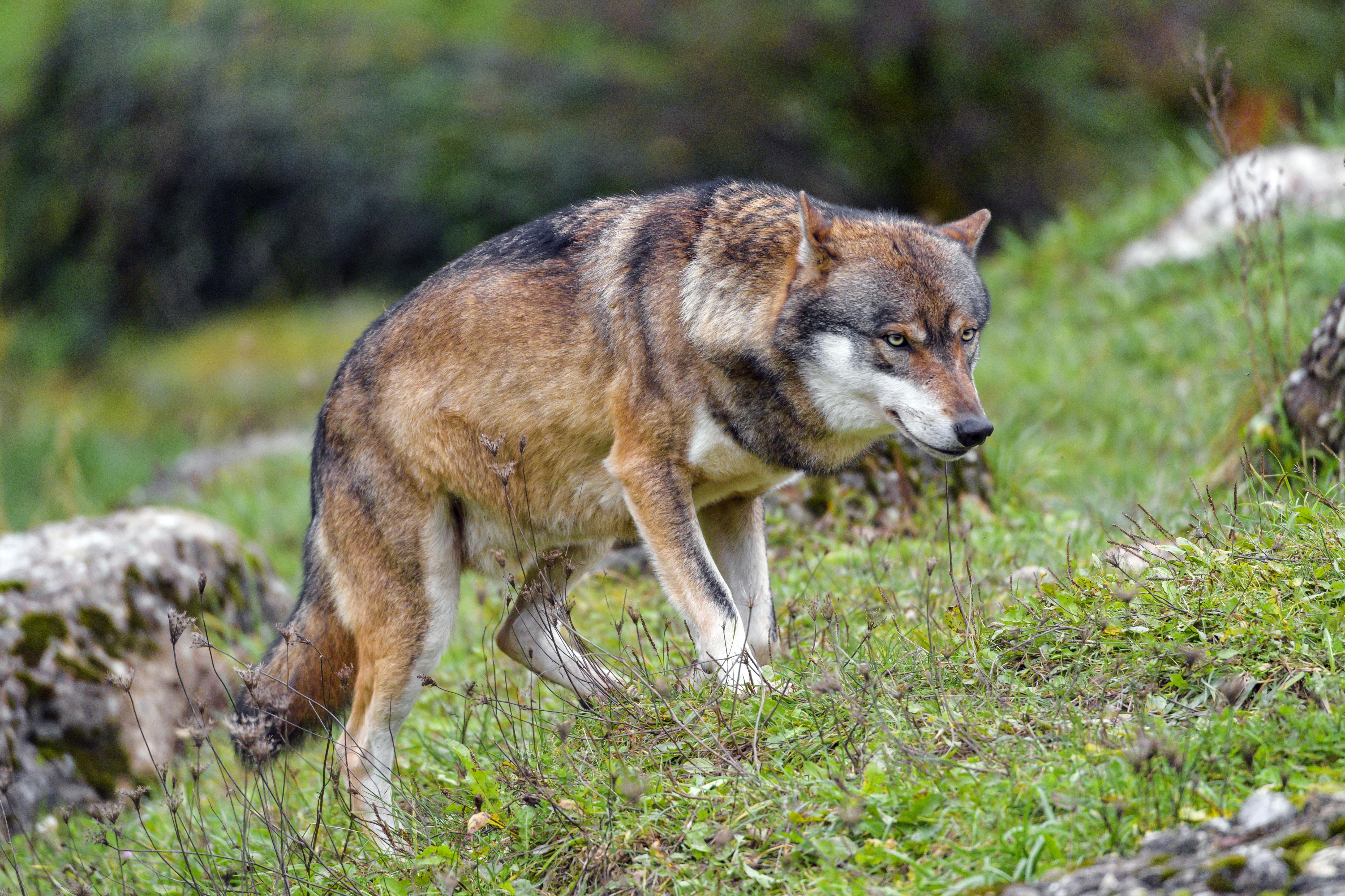 Zastaki.com - Большой суровый серый волк идет по траве 