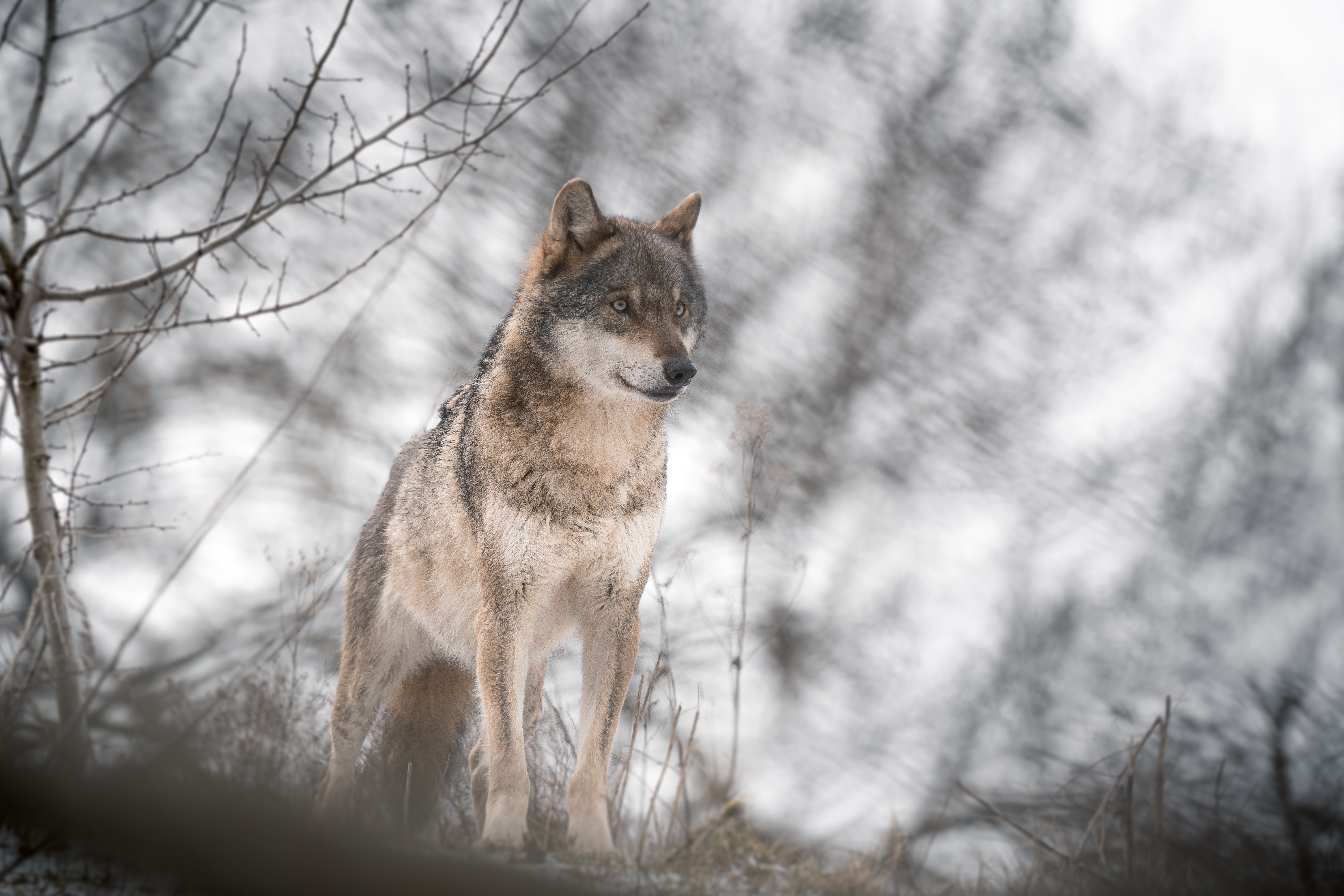 Zastaki.com - Большой серый волк стоит в холодной лесу