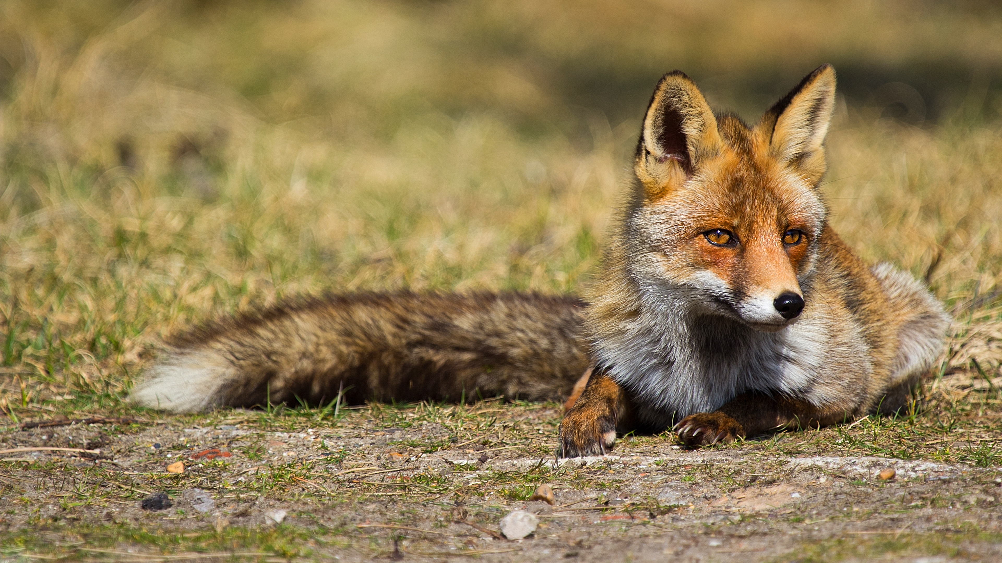 K fox. Лисица. Рыжая лиса. Хитрая лиса. Лиса с пушистым хвостом.