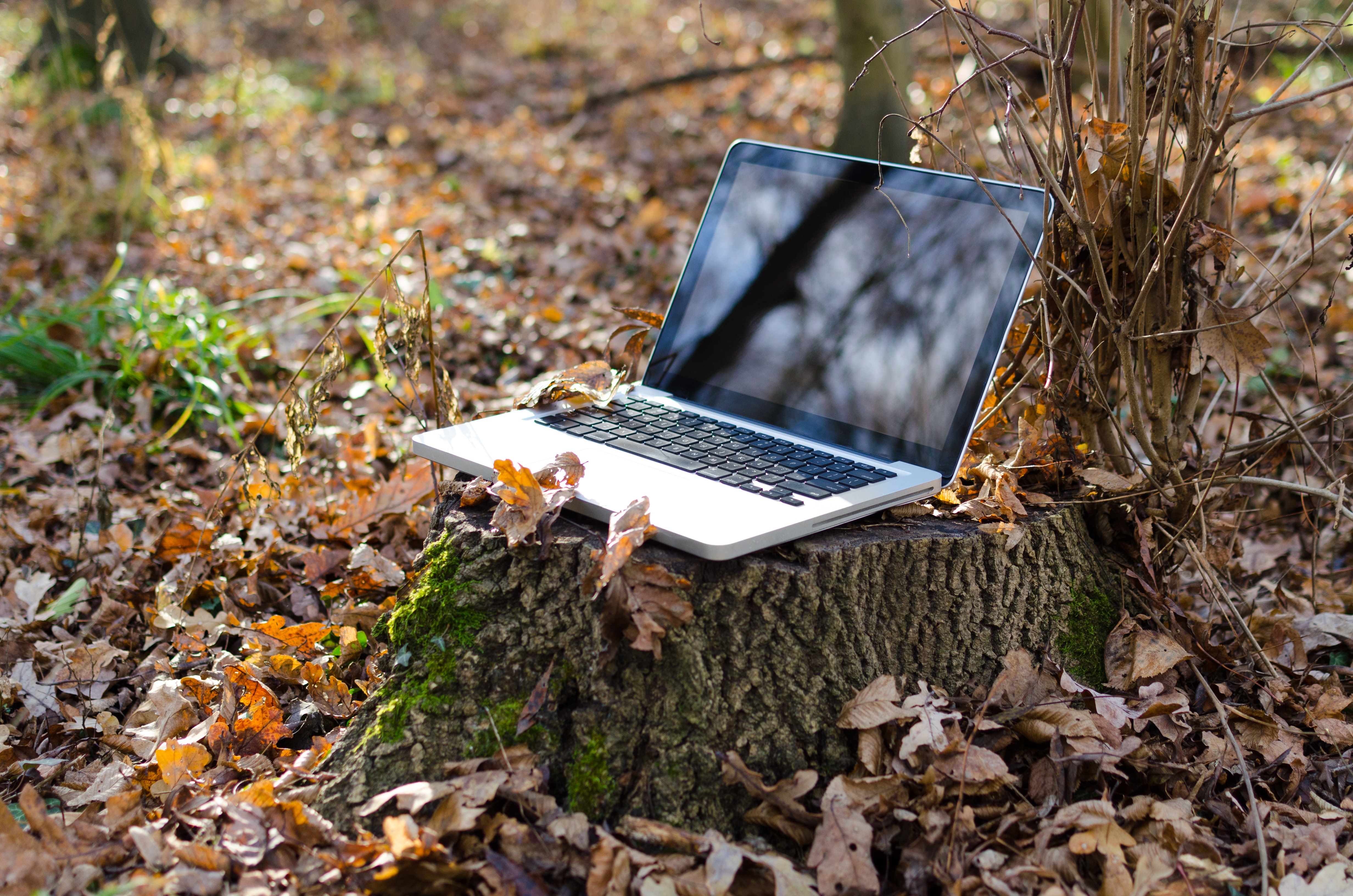 Nature работа. Ноутбук на природе. Ноутбук в лесу. Ноутбук на пеньке. Красивый ноутбук.