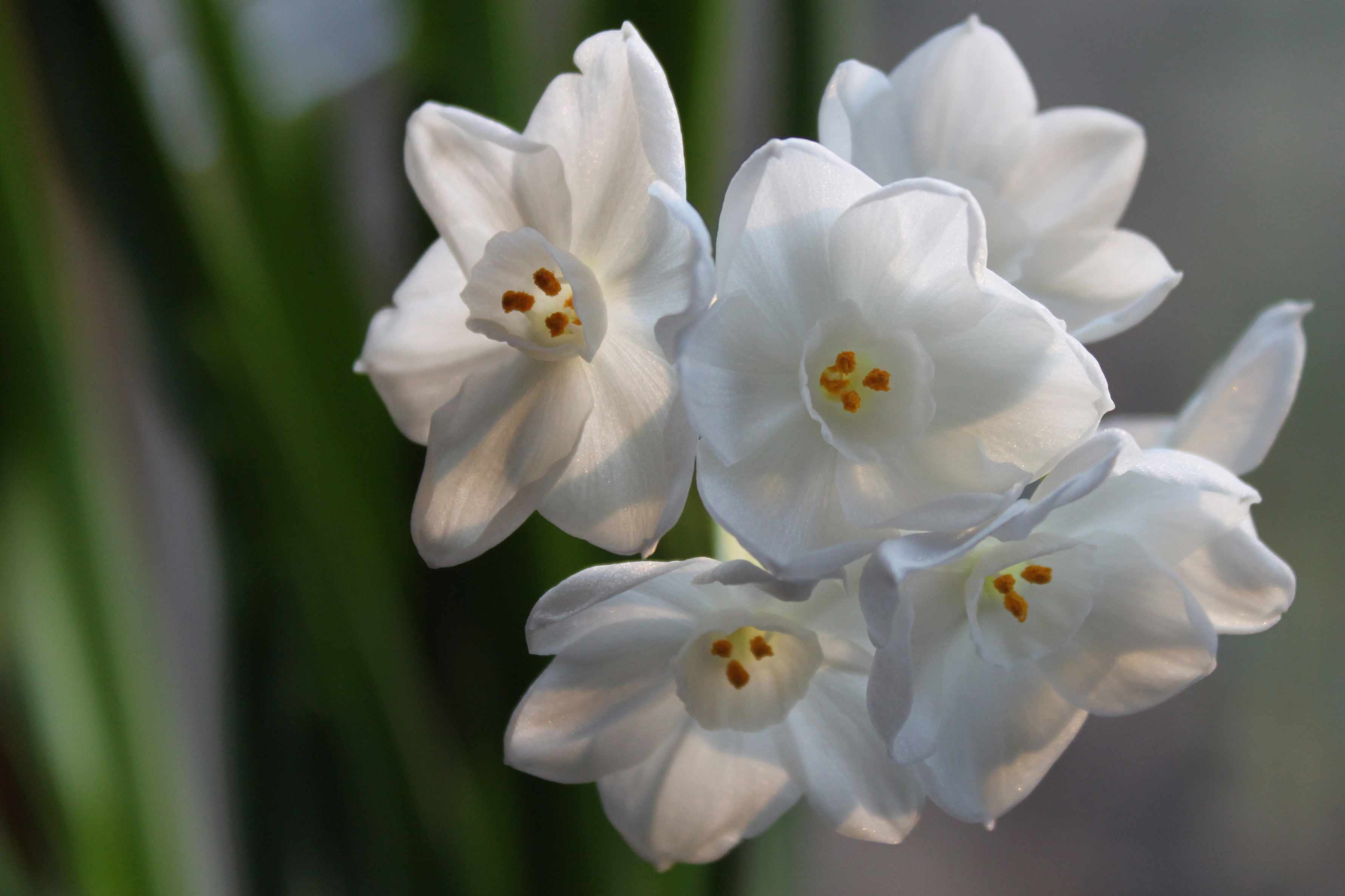 Белые цветы Весна