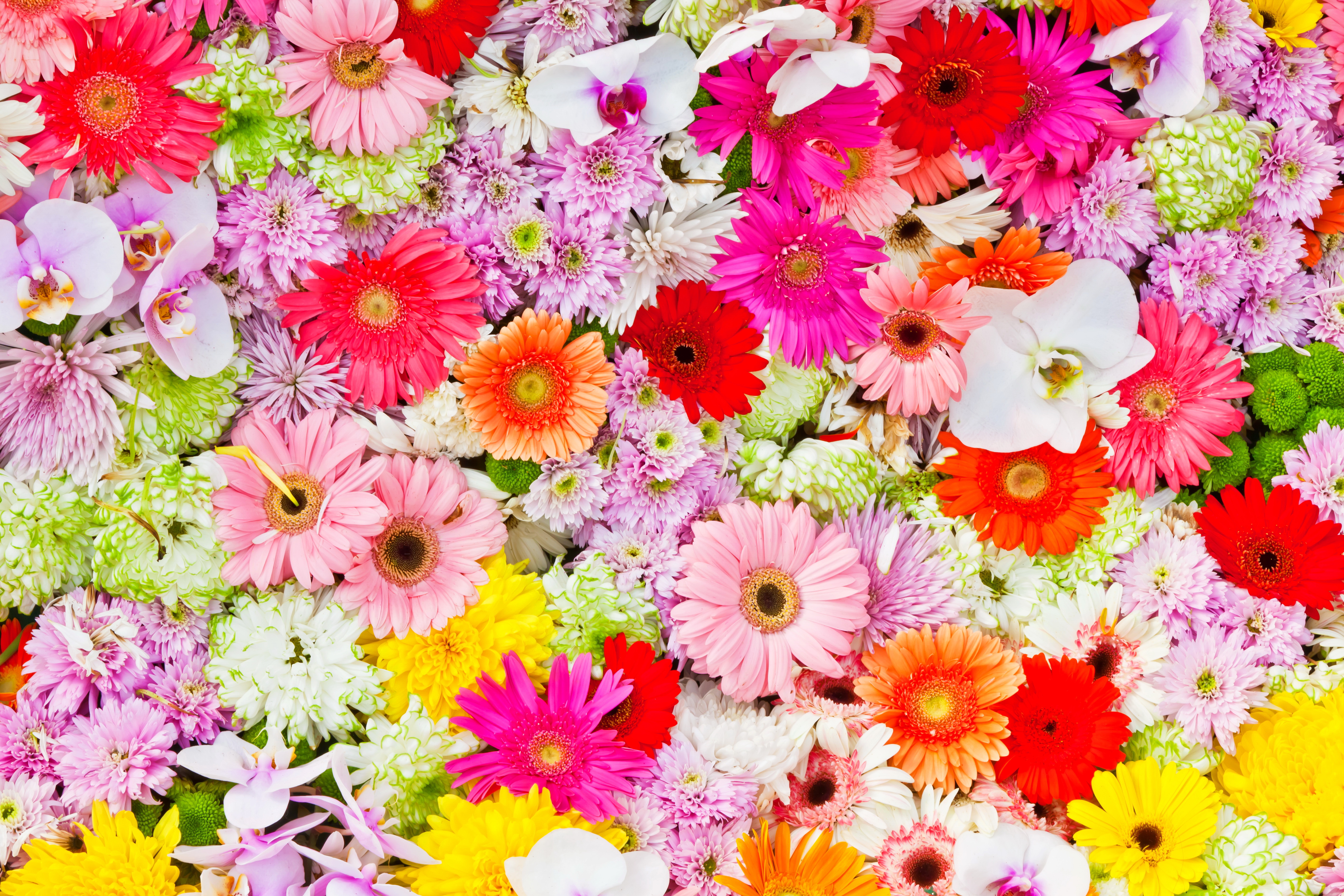 Какая красивая цветочками. Гербера Дейзи. Яркие цветы. Разноцветные цветы. Красивые цветочки.