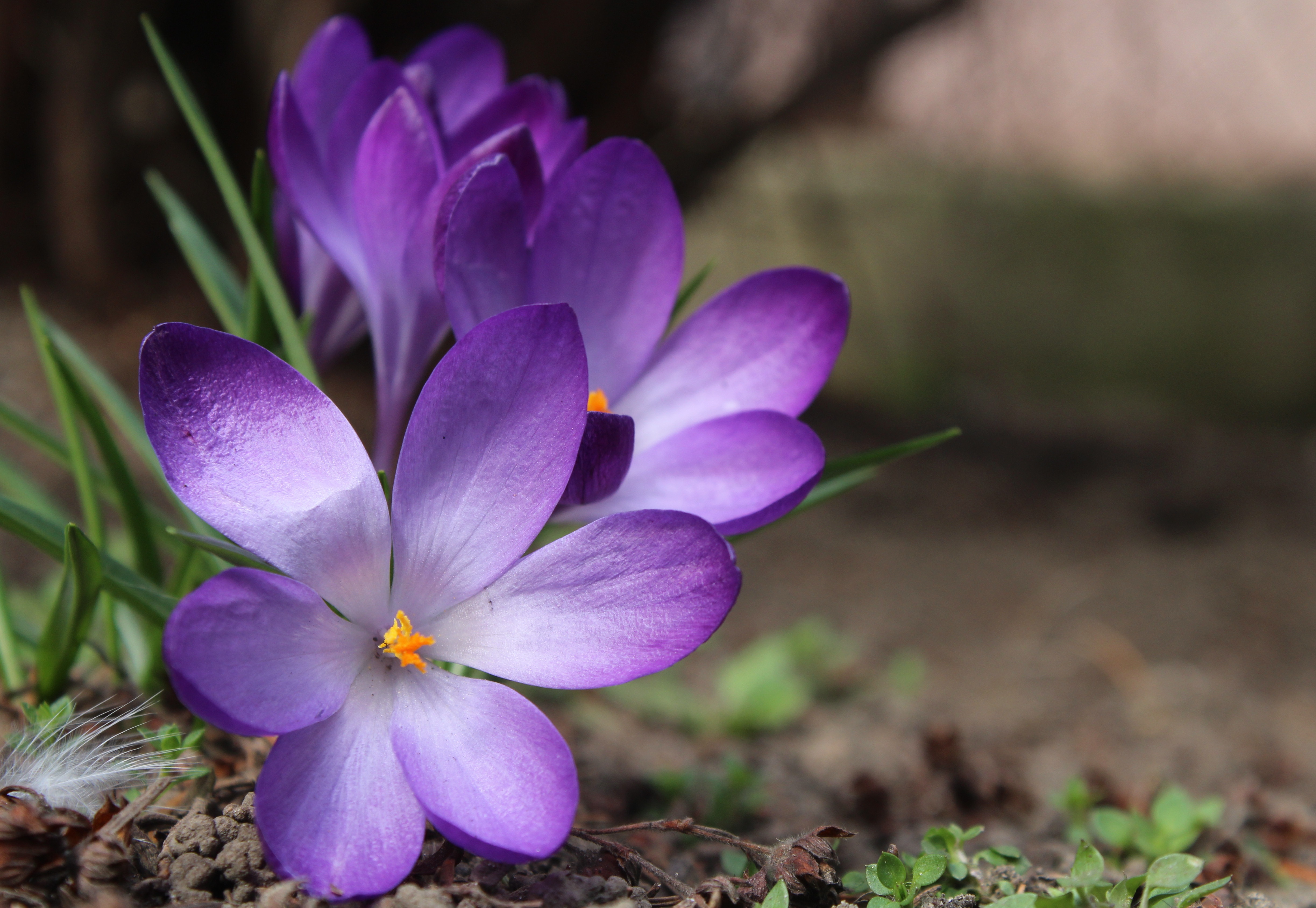 Цветущий шафран. Крокус Шафран. Крокус Шафран цветок. Рокус (Шафран) посевной (Crocus sativus). Шафран лиловый цветок.