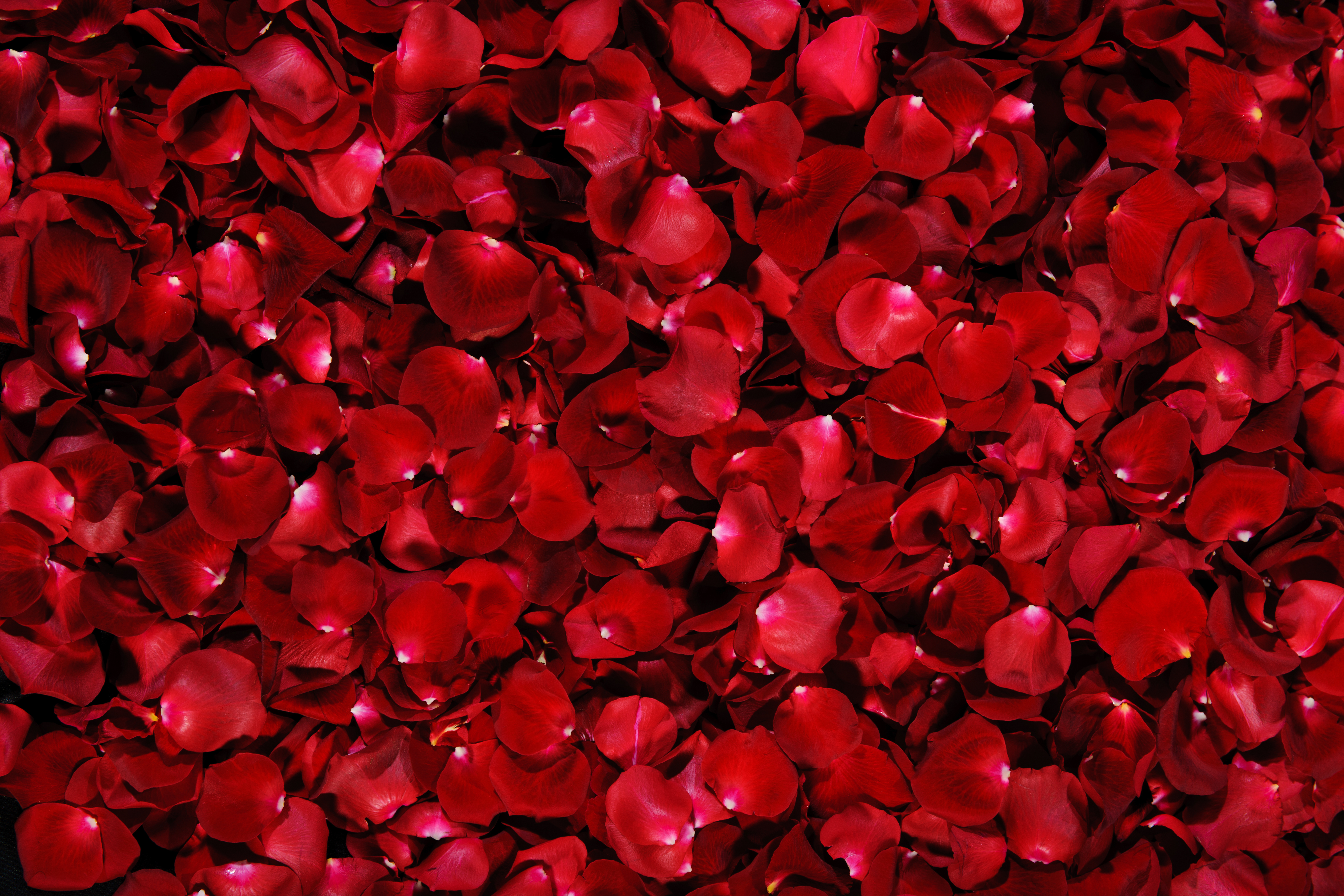 Картинки для фона. Rose Petals (лепестки роз). Красный цветок. Фоны. Красивый фон.