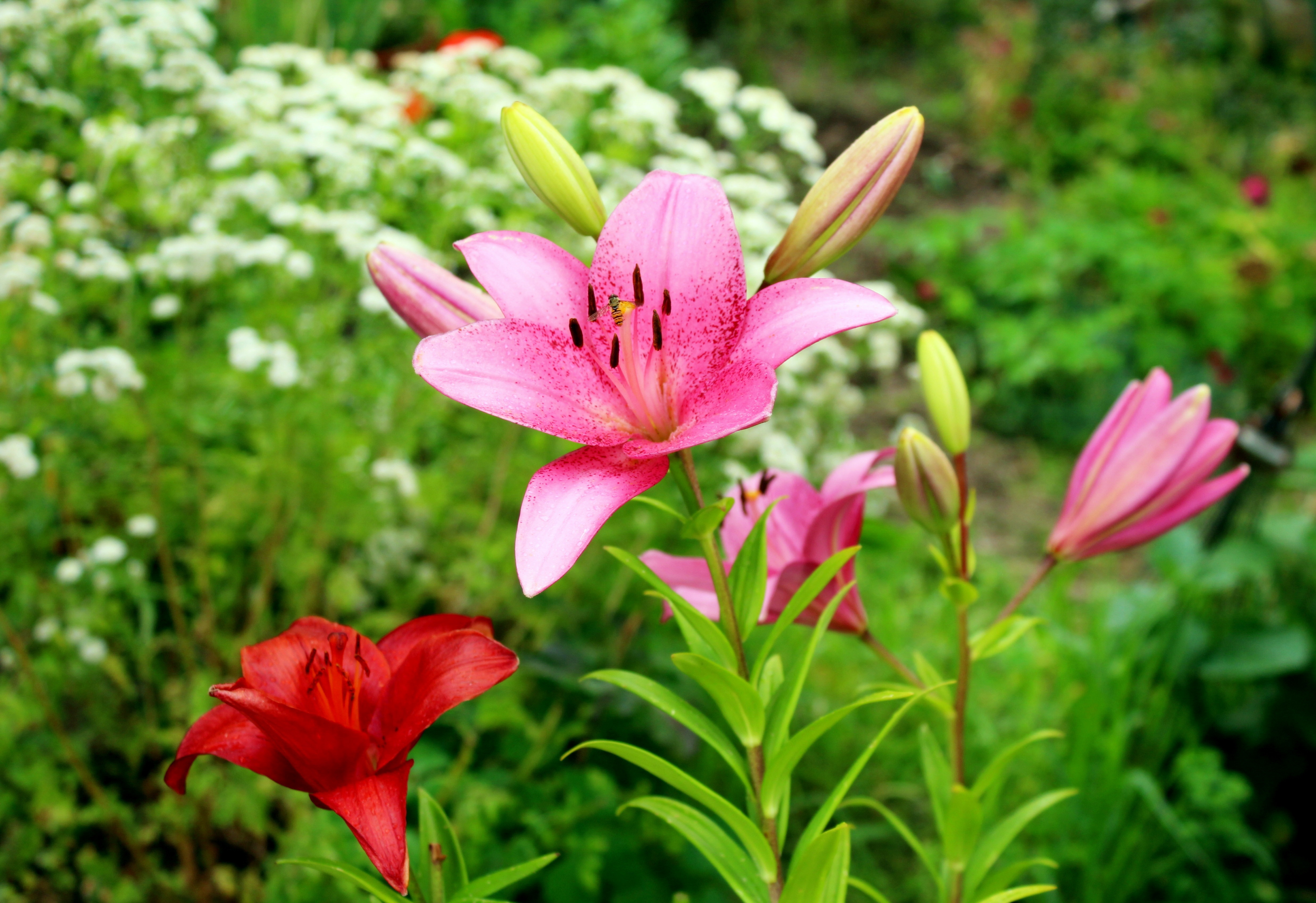 Pink lilies with buds on a flower bed.
