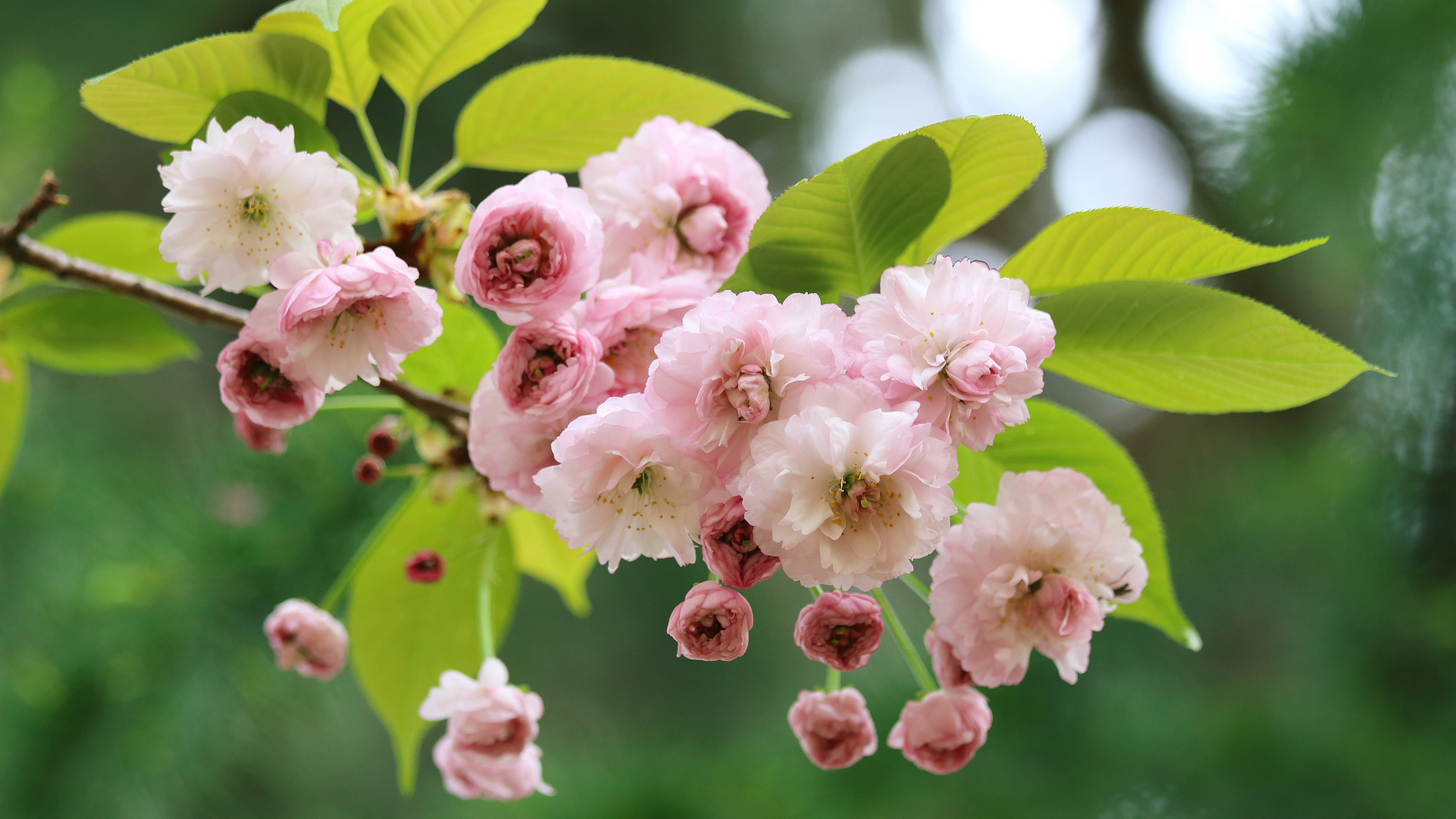Цветы на ветке. Сакура яблоня. Махровая вишня. Вишня Сакура плоды. Цветок вишни мелкопильчатой Сакура.