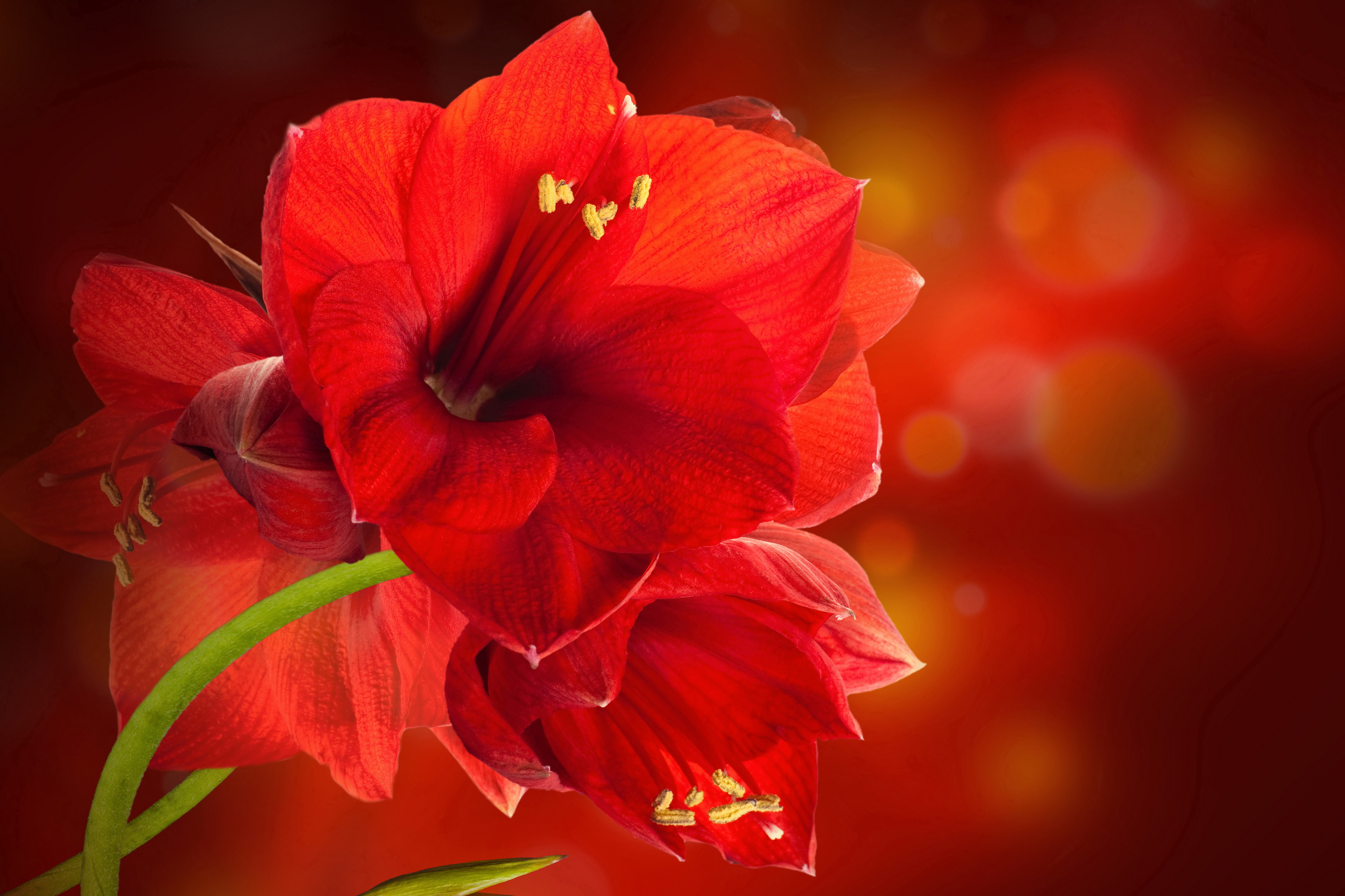 Насчет цветов. Амариллис красный. Яркие цветы. Красный цвет. Красивые цветы.
