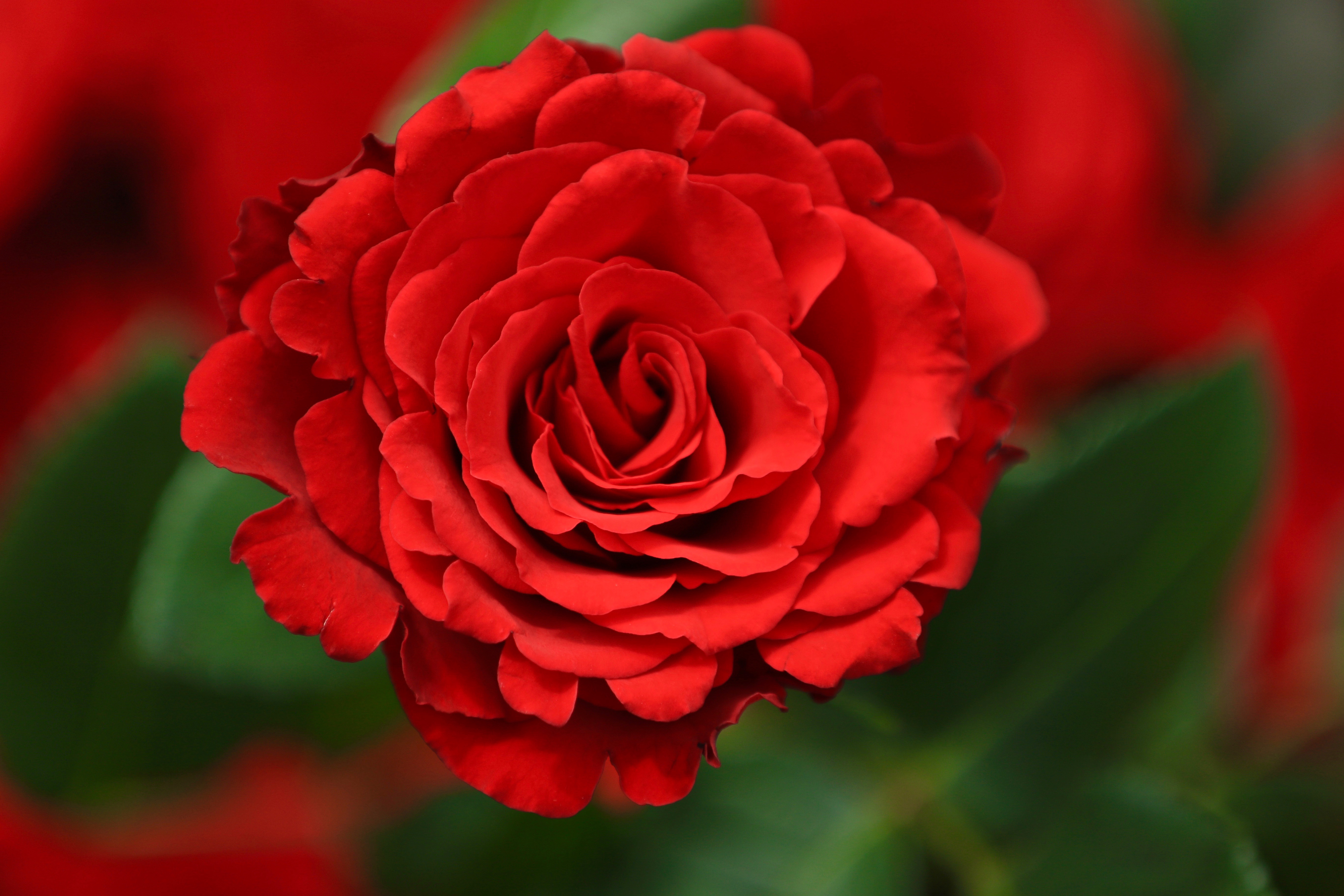 Цветы розы фото. Роза ред Гиант. Роза красный 3ной. Роза Red Triumph. Роза Фловер.