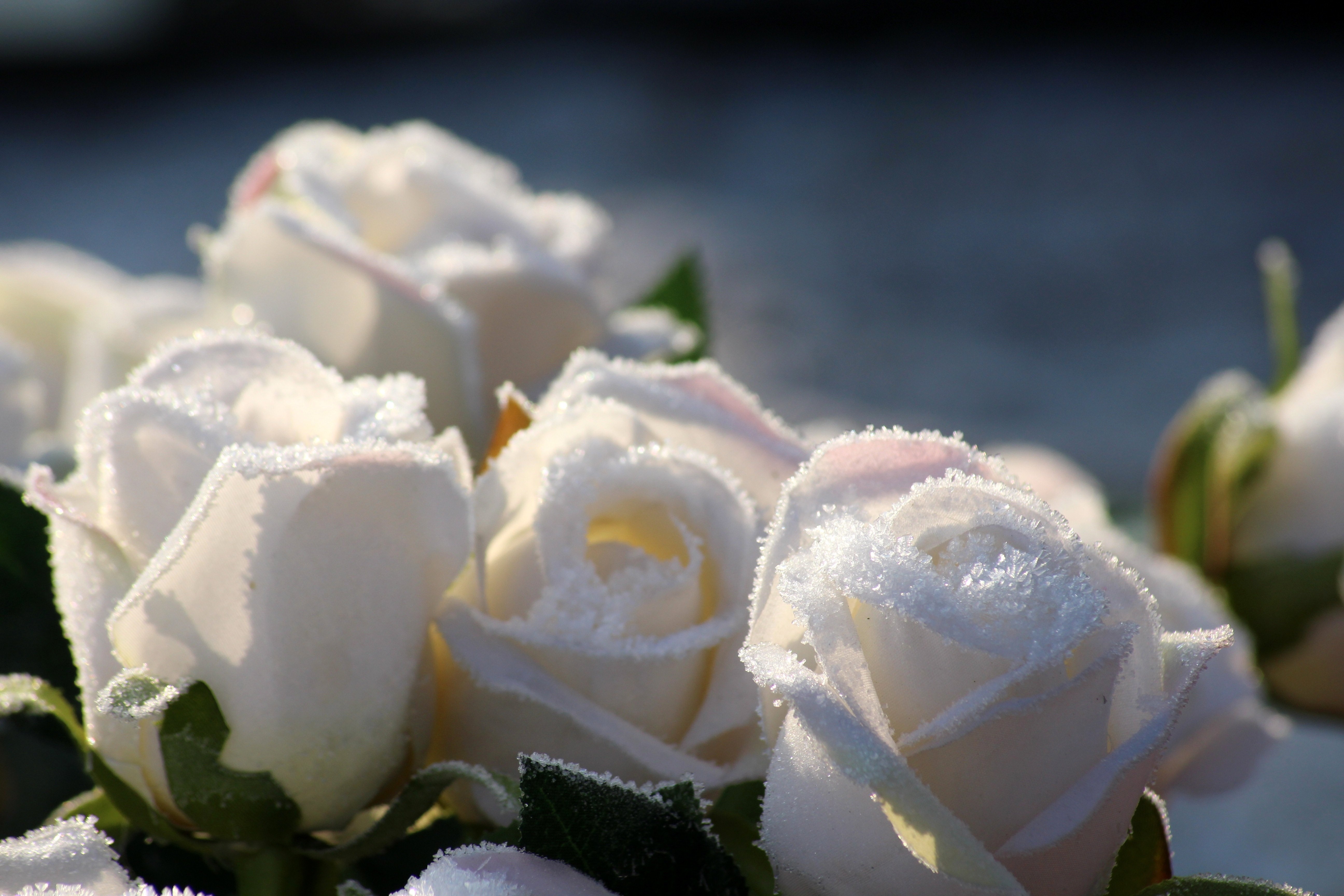 Песня ах белые розы. Белые розы. Красивые белые розы. Белые розы на снегу. Белоснежные розы.