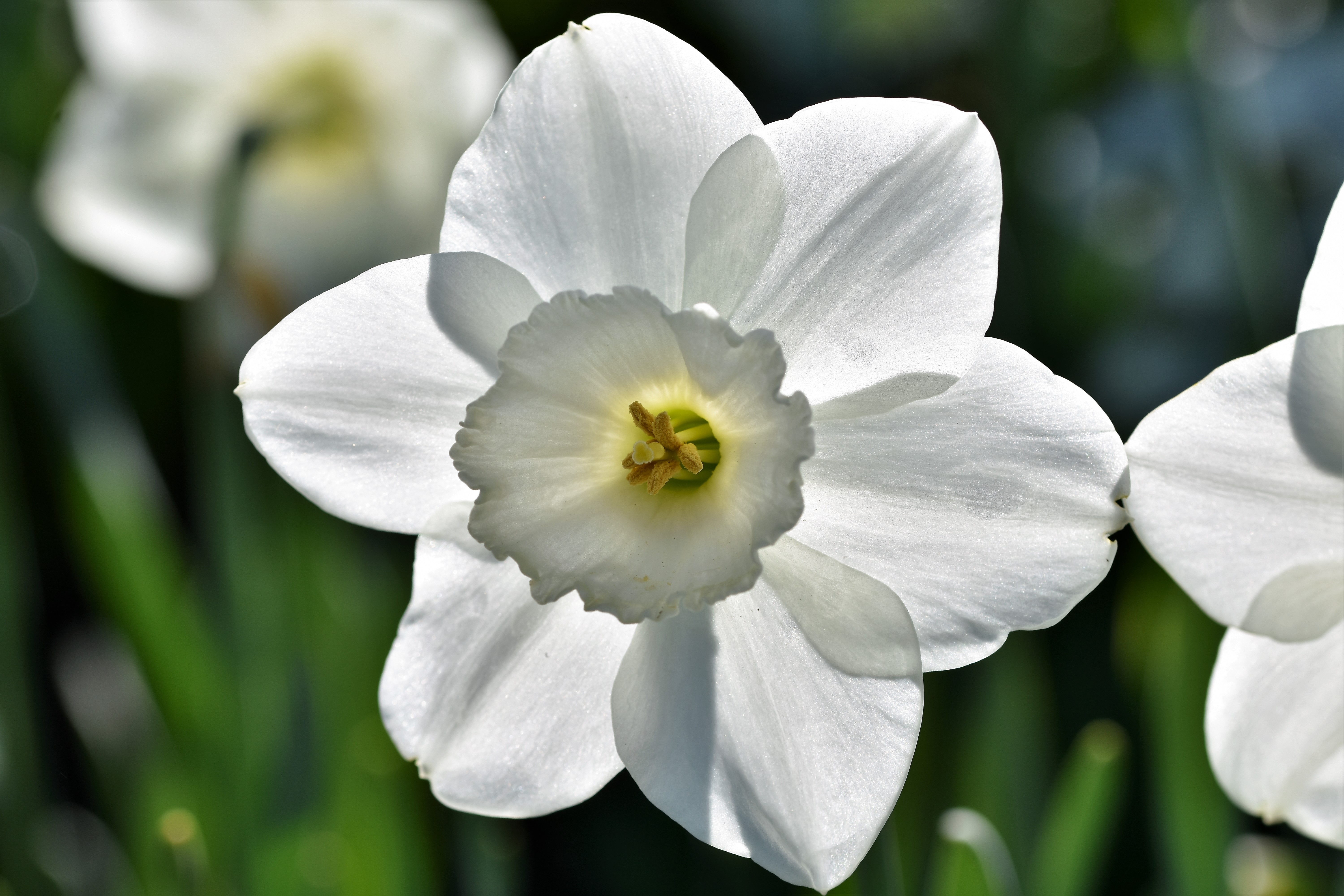 Нарцисс цветочный. Нарцисс Сноу Фриллз. Нарцисс цветок. Нарцисс многоцветковый белый. Нарцисс Ван Сион.