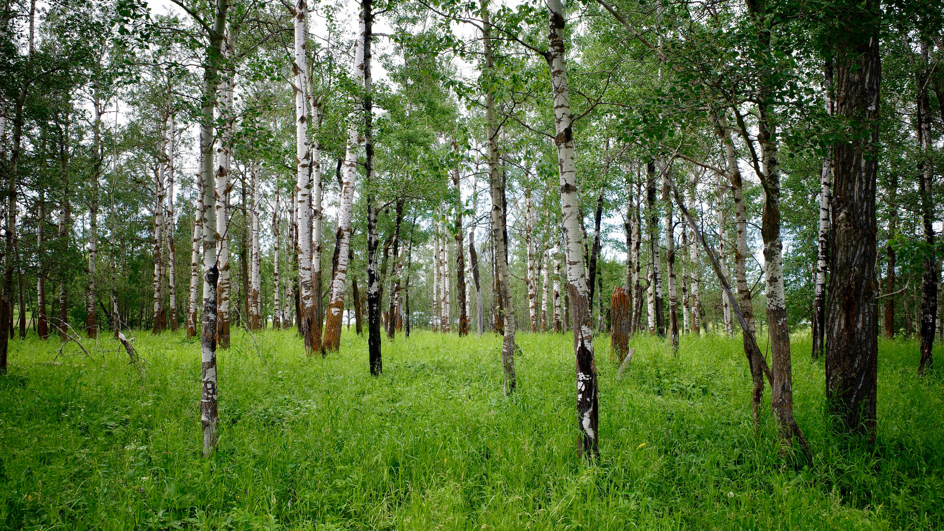 Вокруг огромных полей растут березовые леса небо