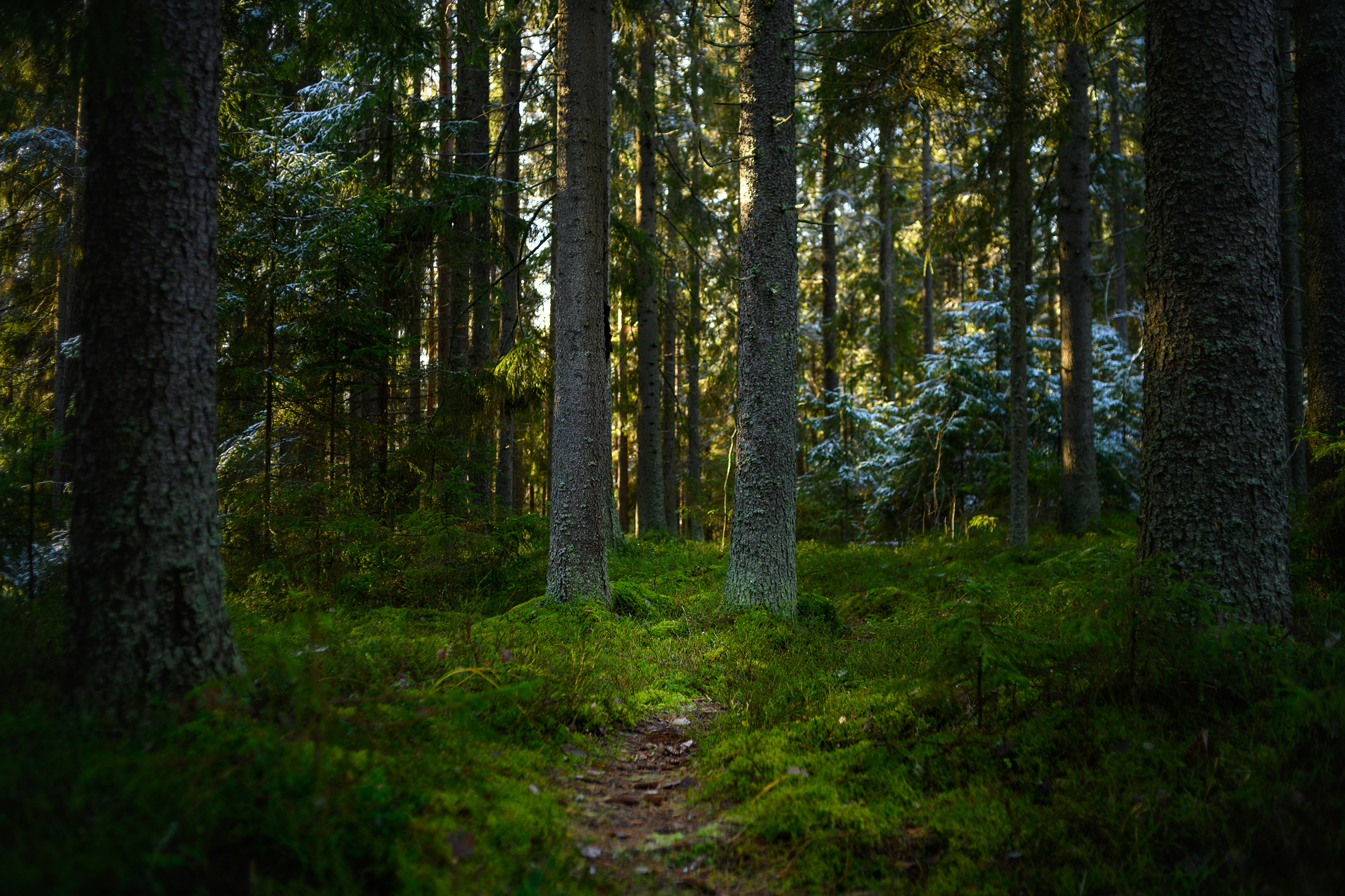 Лес сиб. Хвойные леса в Финляндии. Лесные тропы Финляндия. Сосновый лес Финляндия. Финляндский лес.