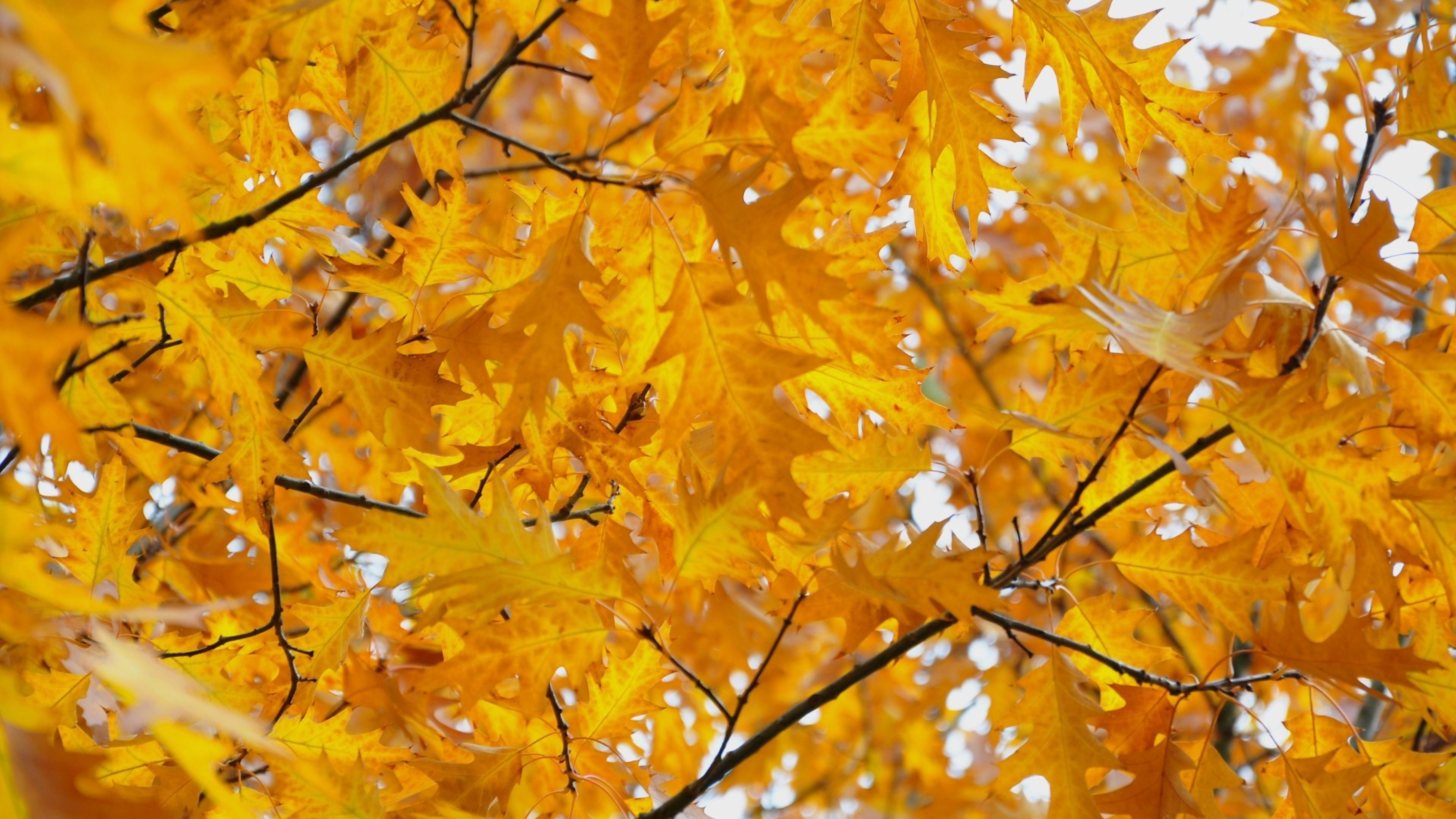 Лист осенний золотист. Желтый лист. Желтая осень. Желтая листва. Осень листопад.