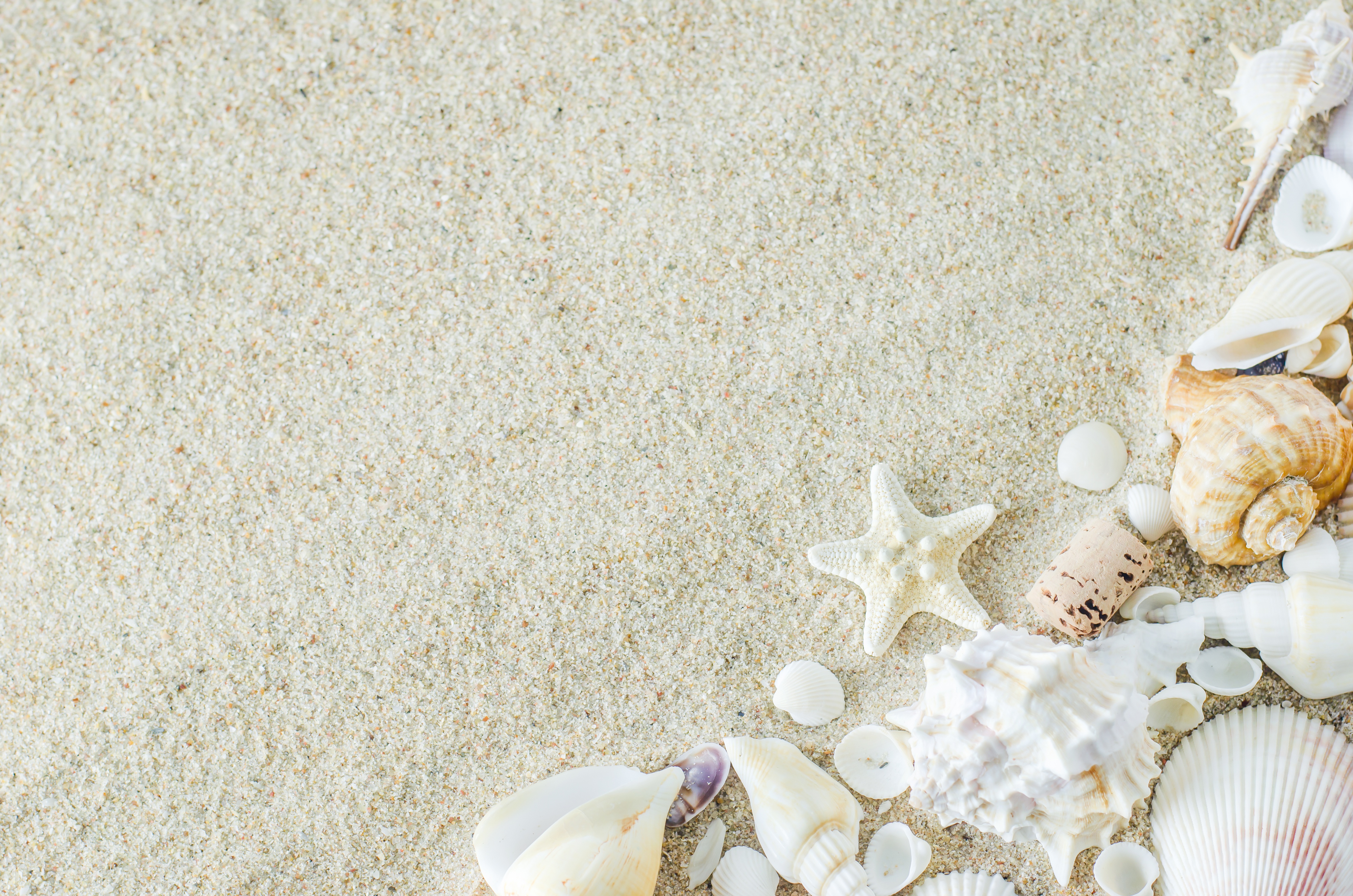 Wallpaper sand, beach, shell, beach, wood, sand, marine, still life for mobile a