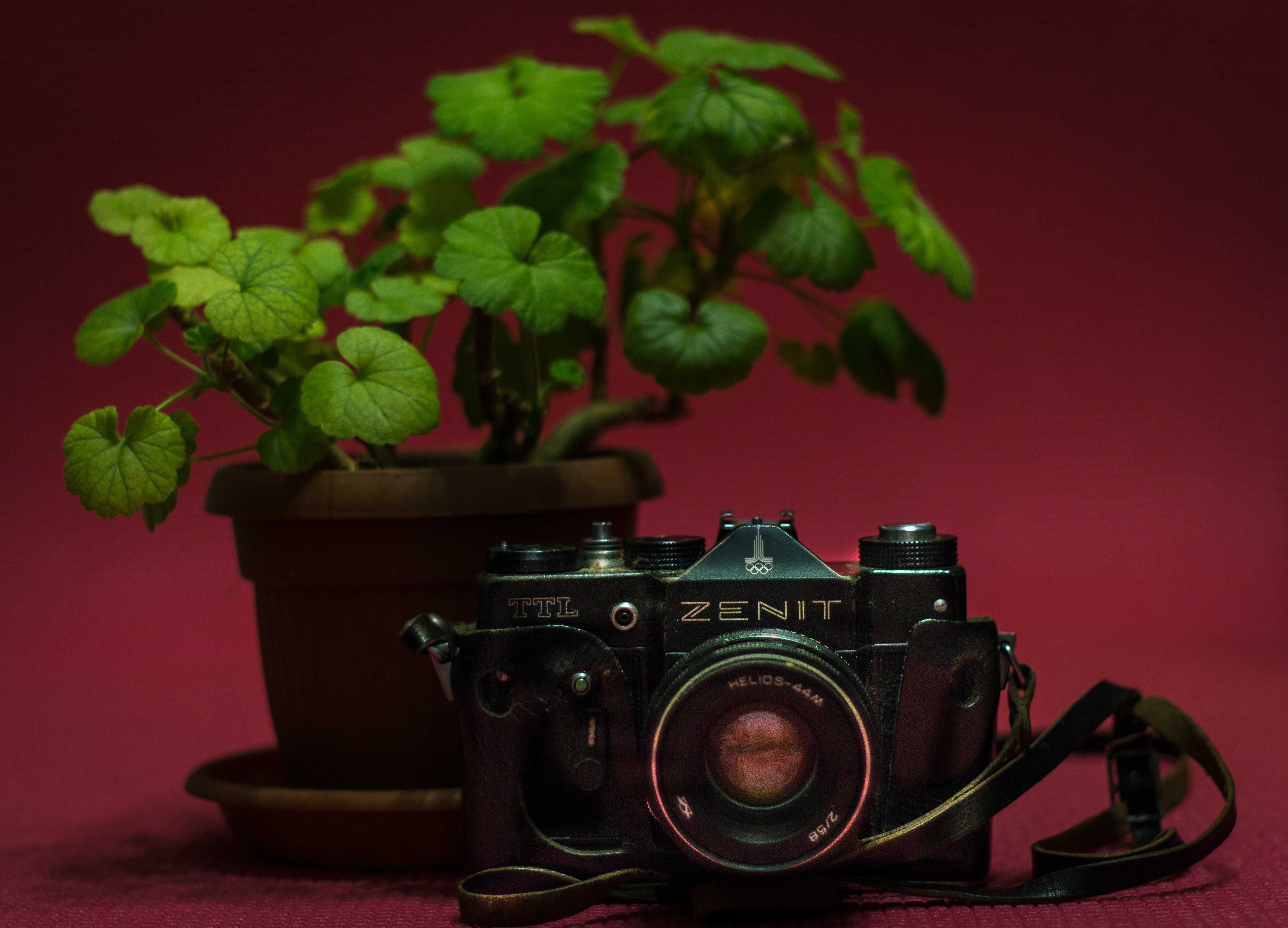 Zastaki.com - Старый фотоаппарат zenit на столе с цветком герани