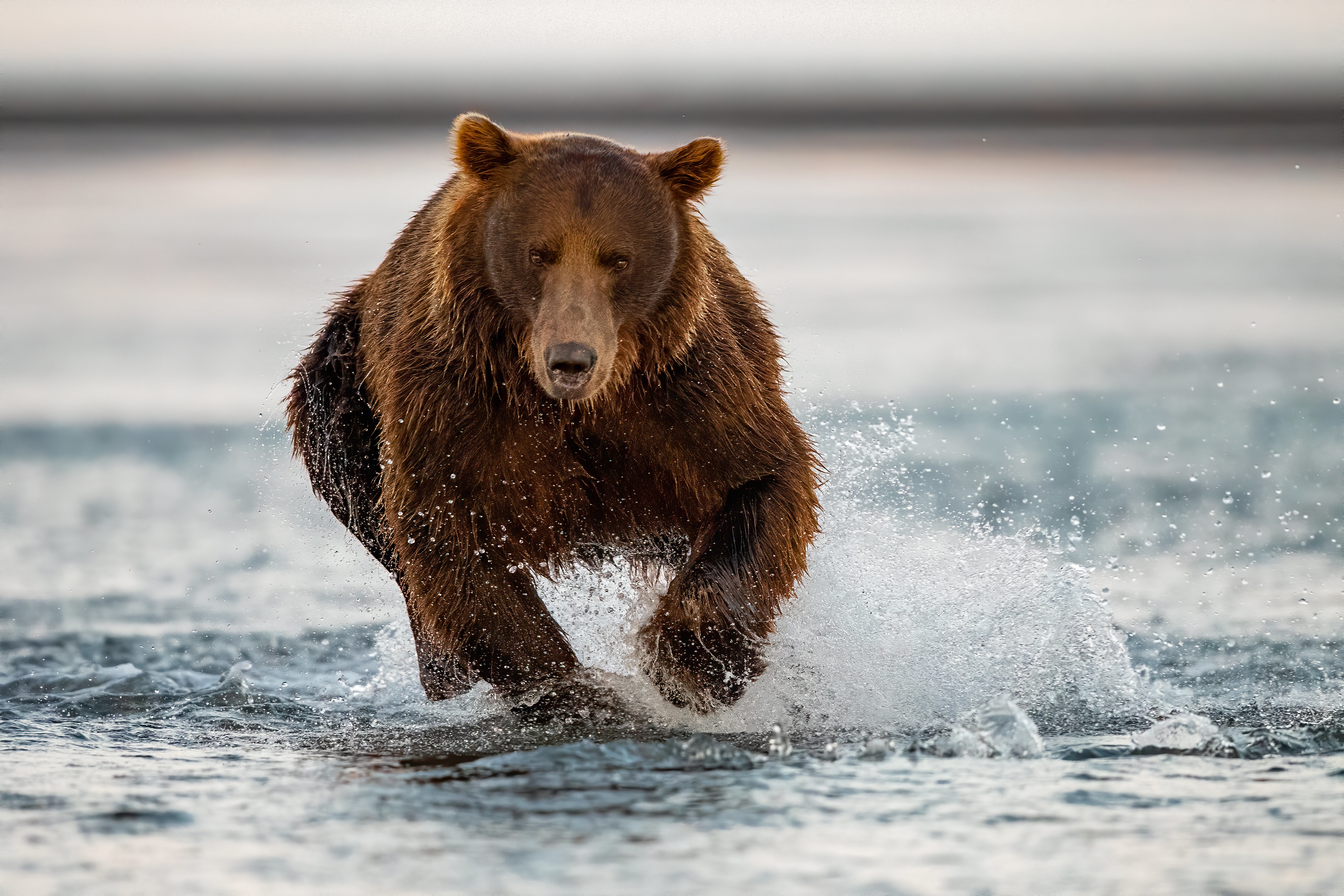 Zastaki.com - Большой бурый медведь бежит по воде