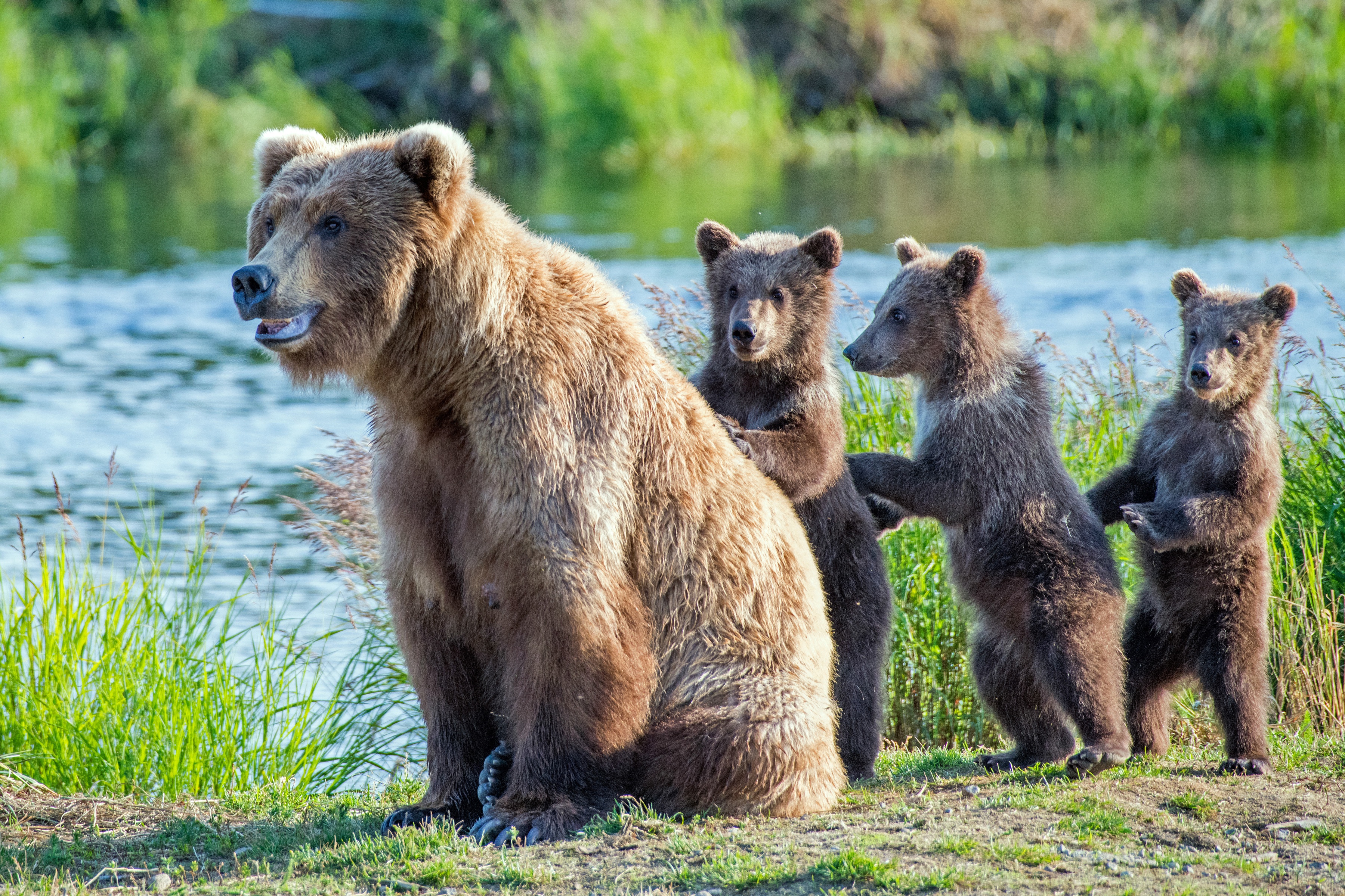 Zastaki.com - Большая бурая медведица с детенышами у реки