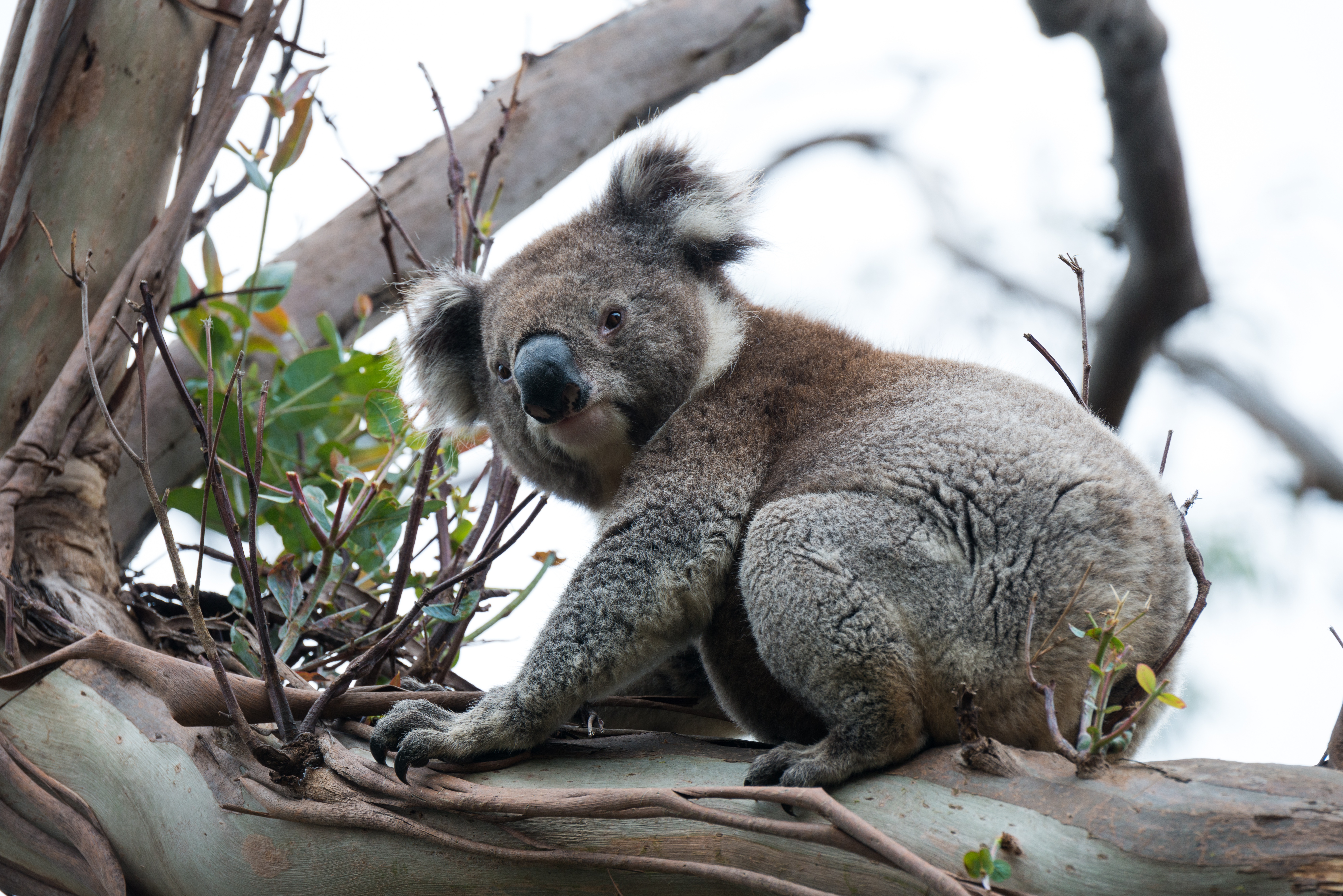 Zastaki.com - Большая коала сидит на ветке дерева