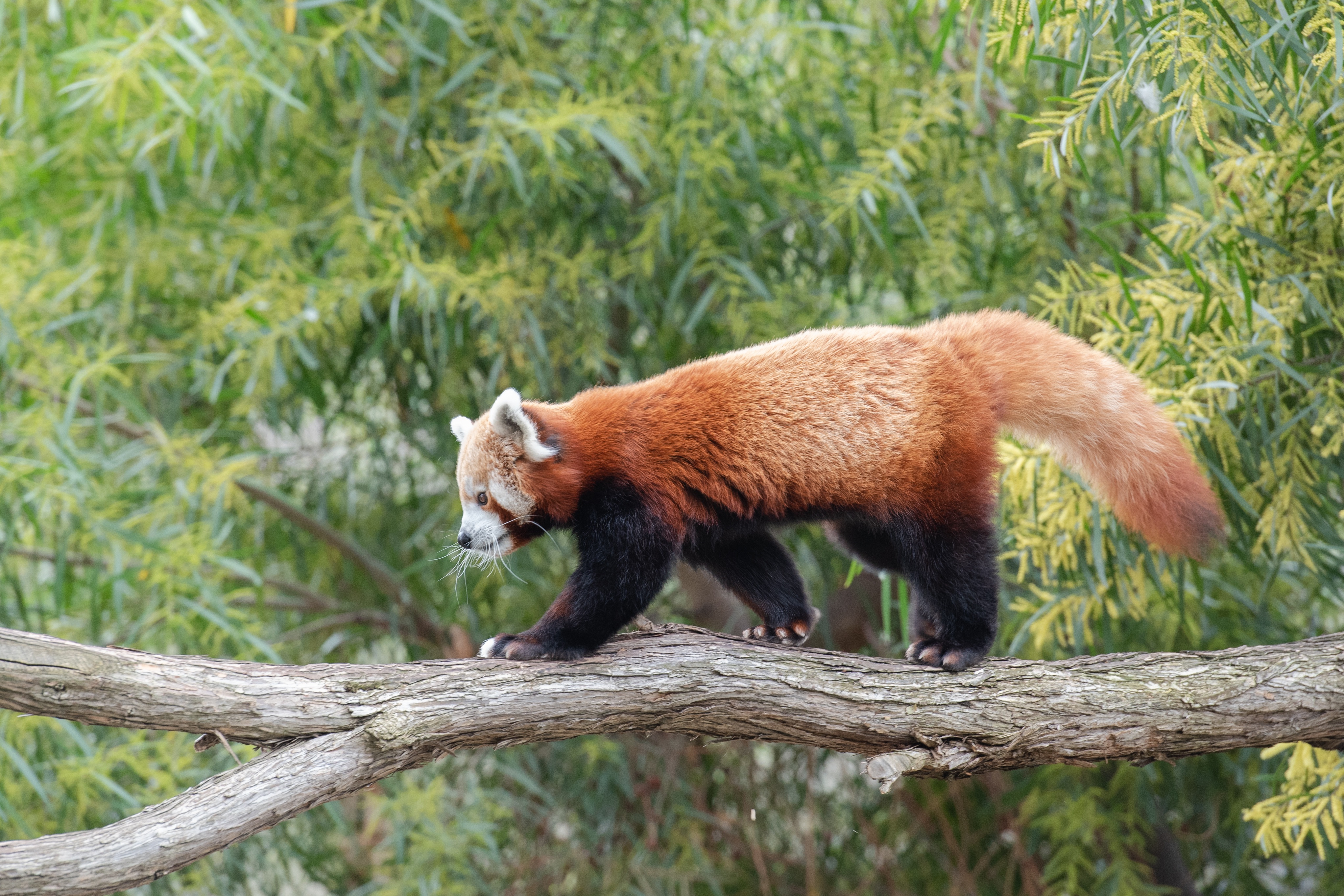 Zastaki.com - Красная панда гуляет по дереву 