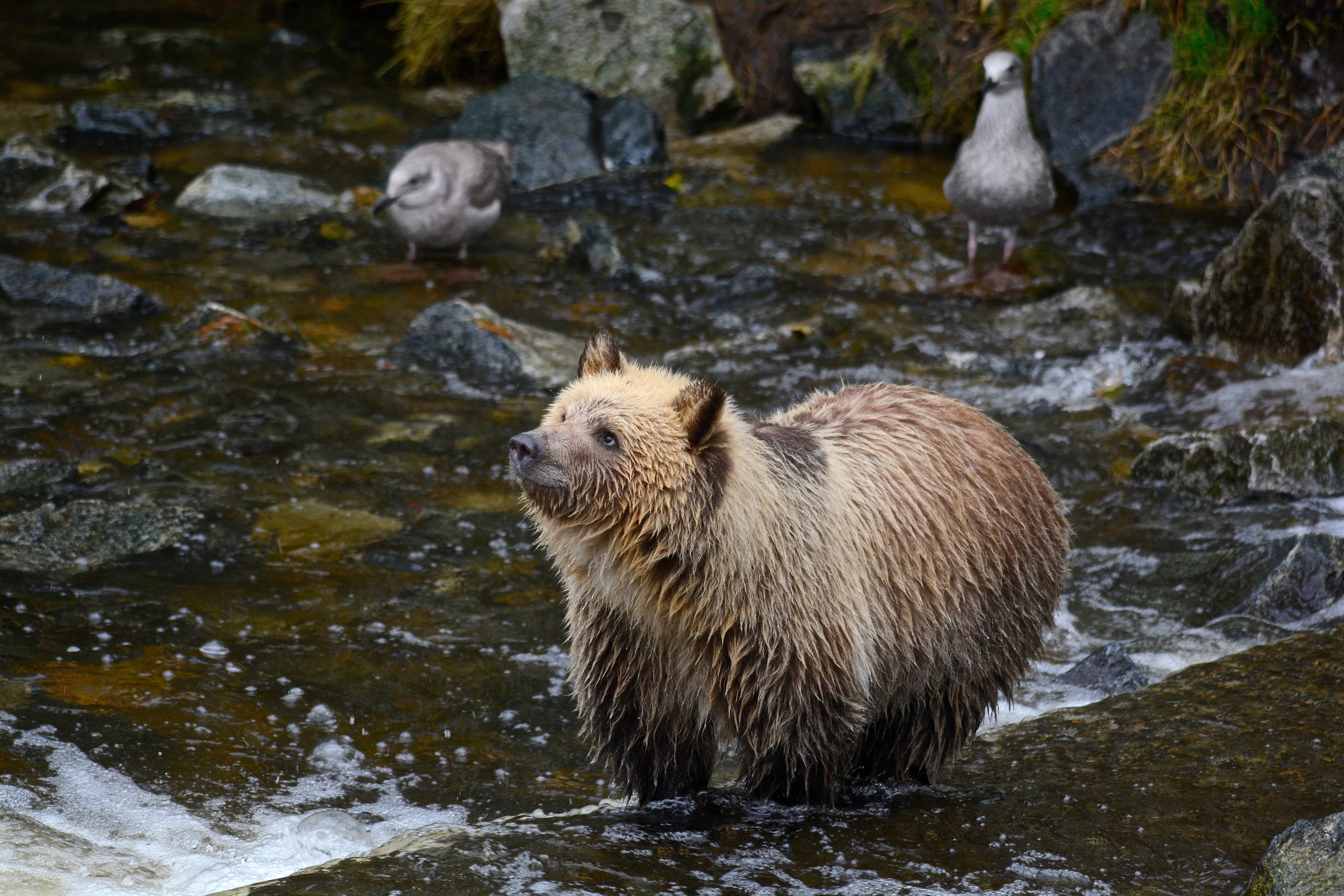 Zastaki.com - Мокрый бурый медведь охотится в реке 