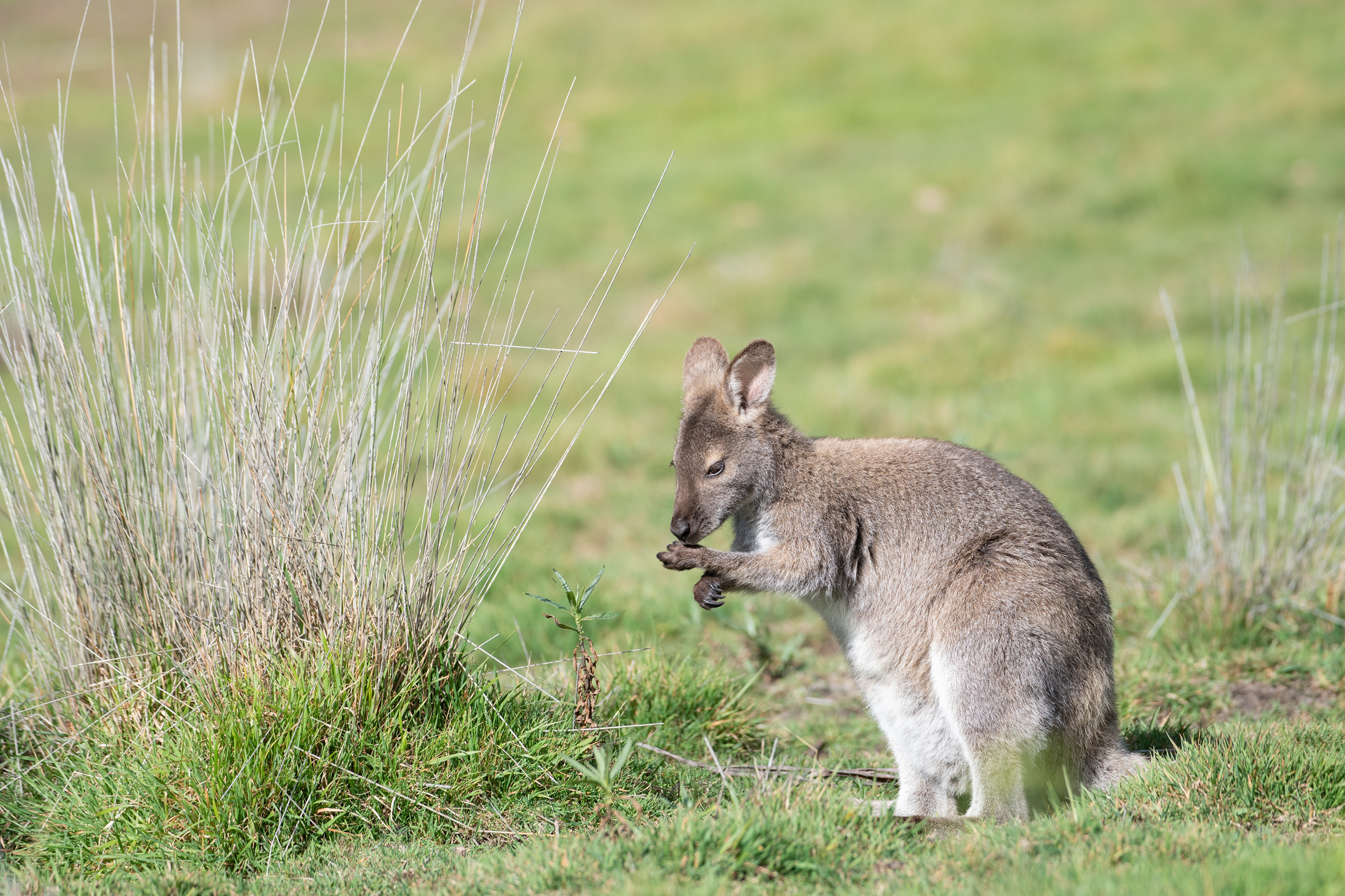 Zastaki.com - Серый кенгуру сидит на зеленой траве