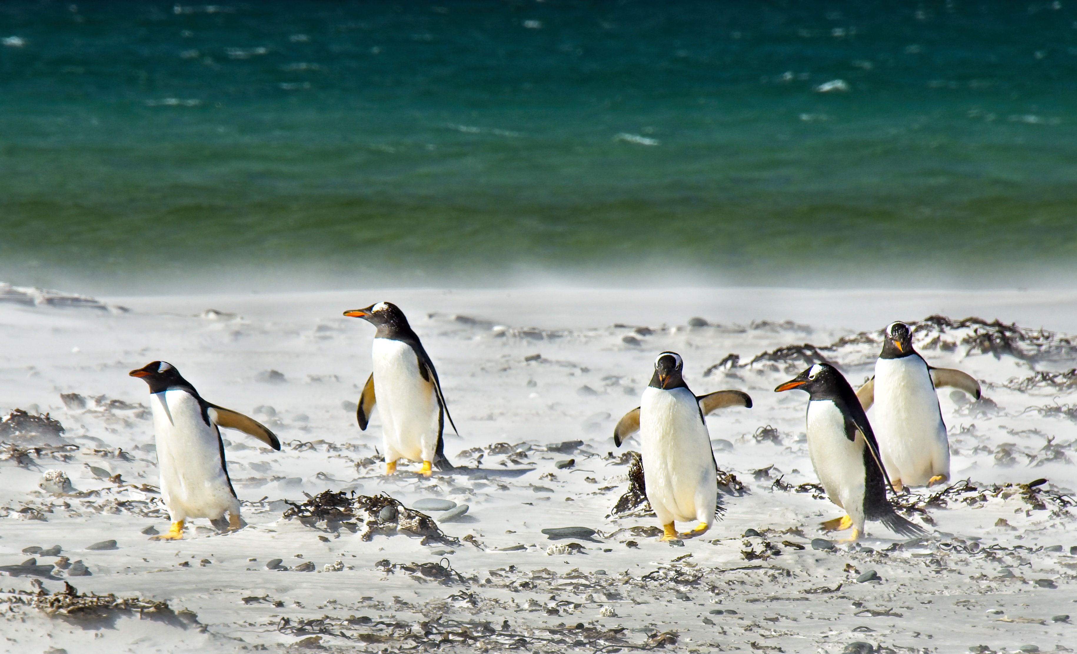 Zastaki.com - Стая пингвинов на снегу у моря