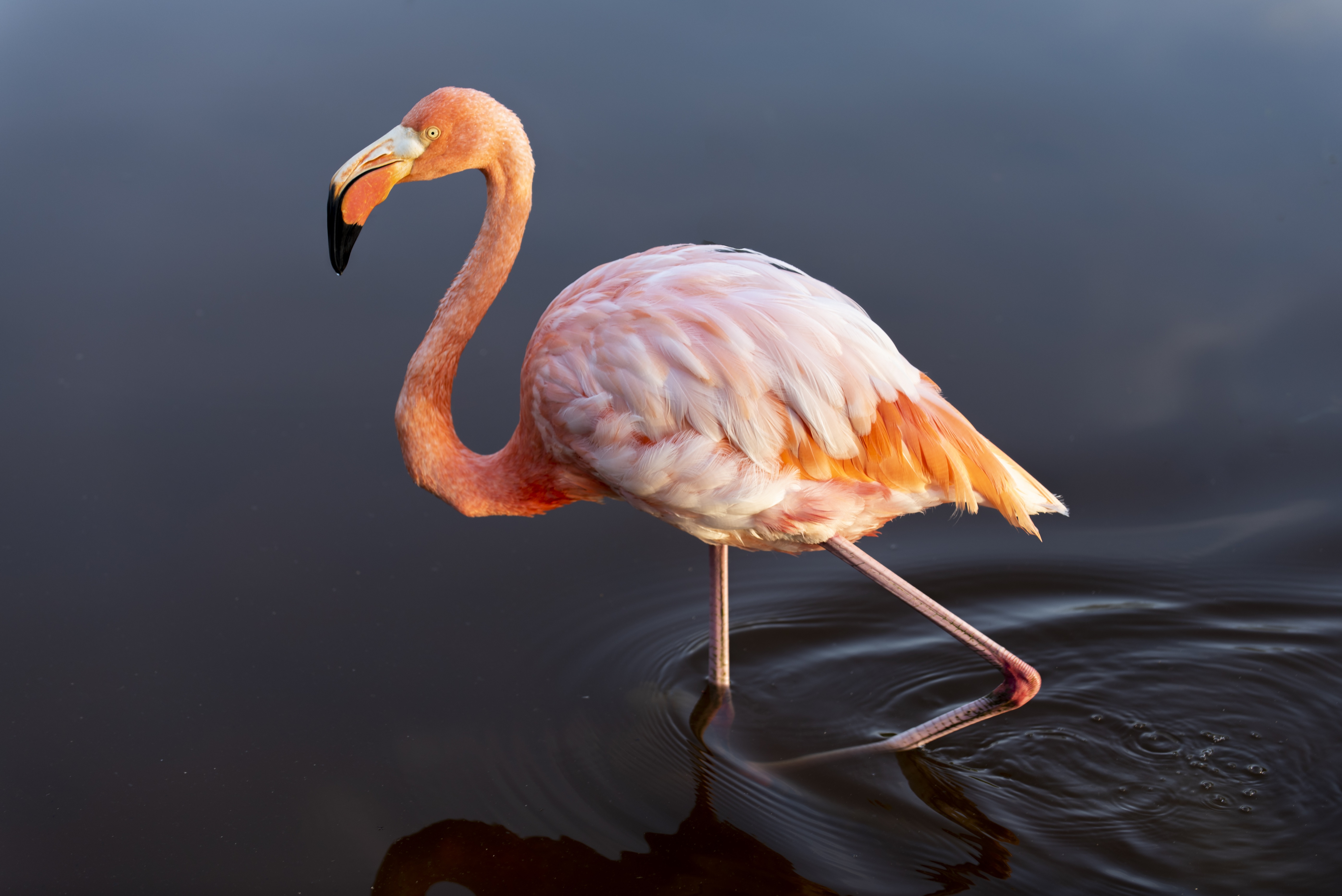 Zastaki.com - Большой розовый фламинго идет по воде
