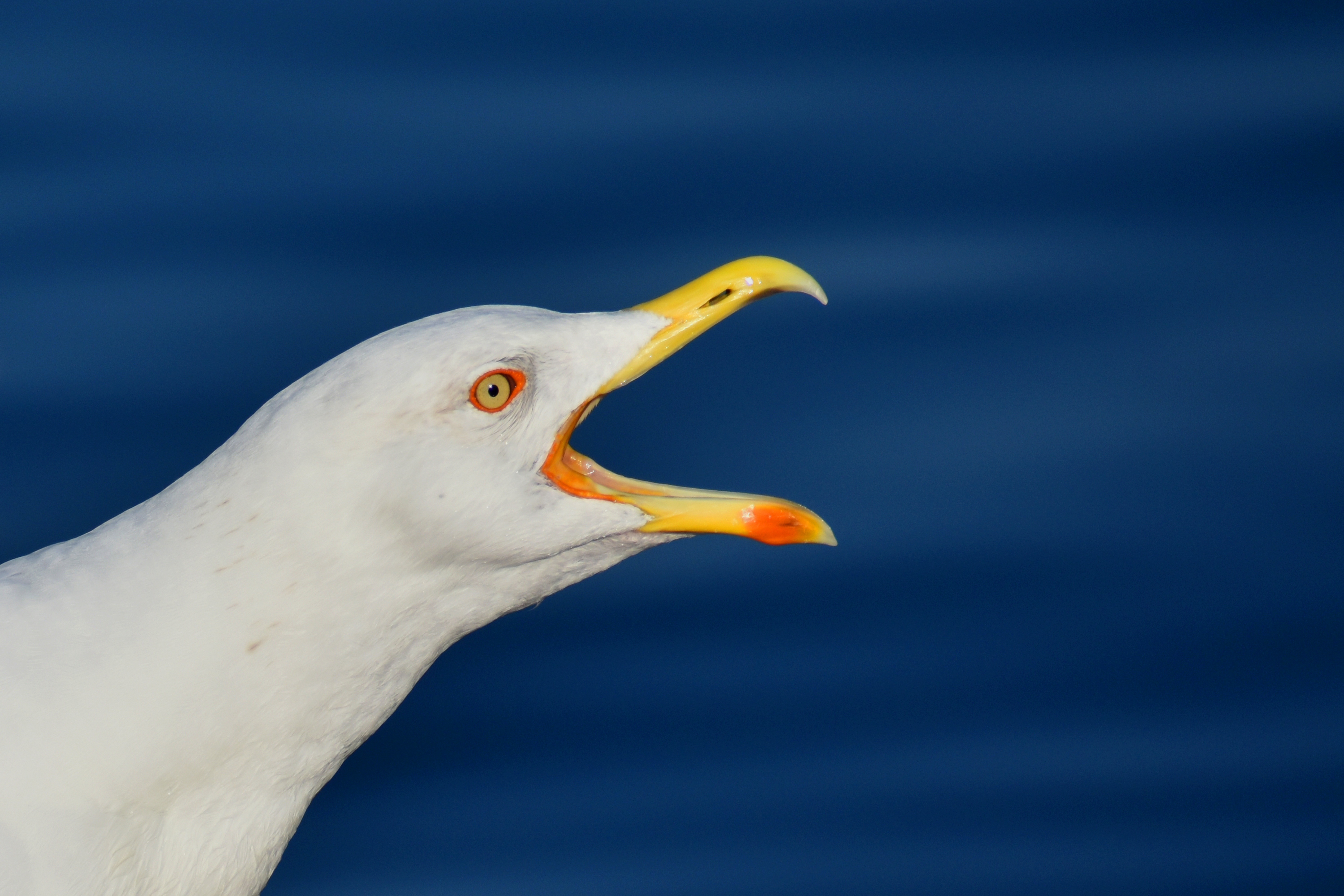 Zastaki.com - Белая чайка с открытым клювом на синем фоне