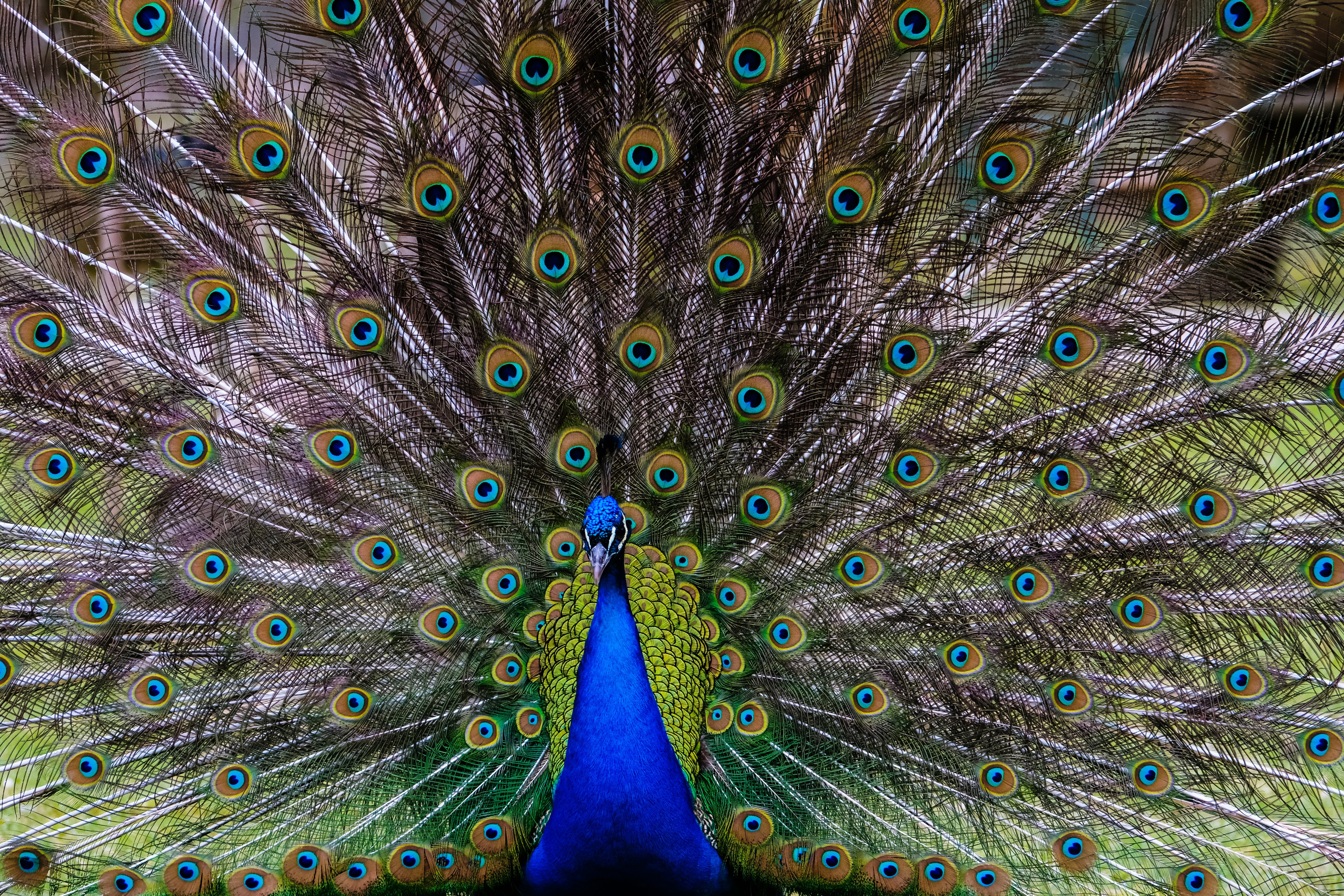 павлин с хвостом радуга. птица с красивым хвостом веером. павлин раскрывает хвост видео. бирюзовый павлин. павлин с распущенным хвостом.