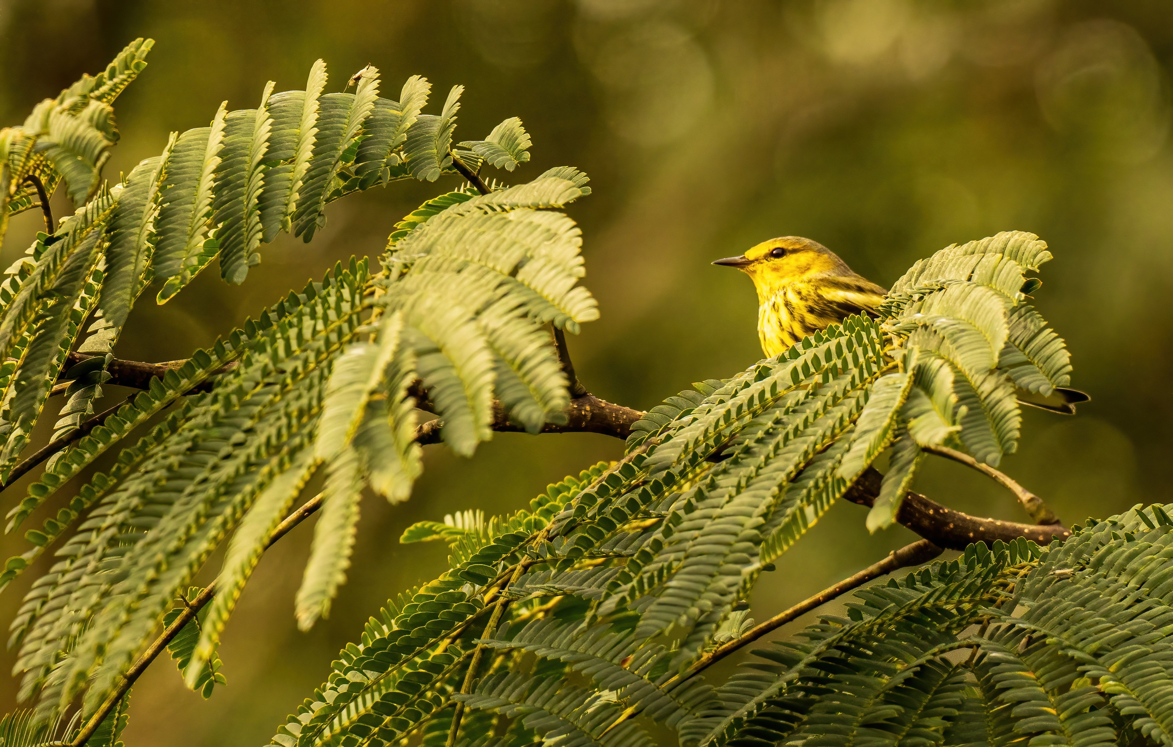 Zastaki.com - Маленькая птица сидит в зеленых листьях на ветке
