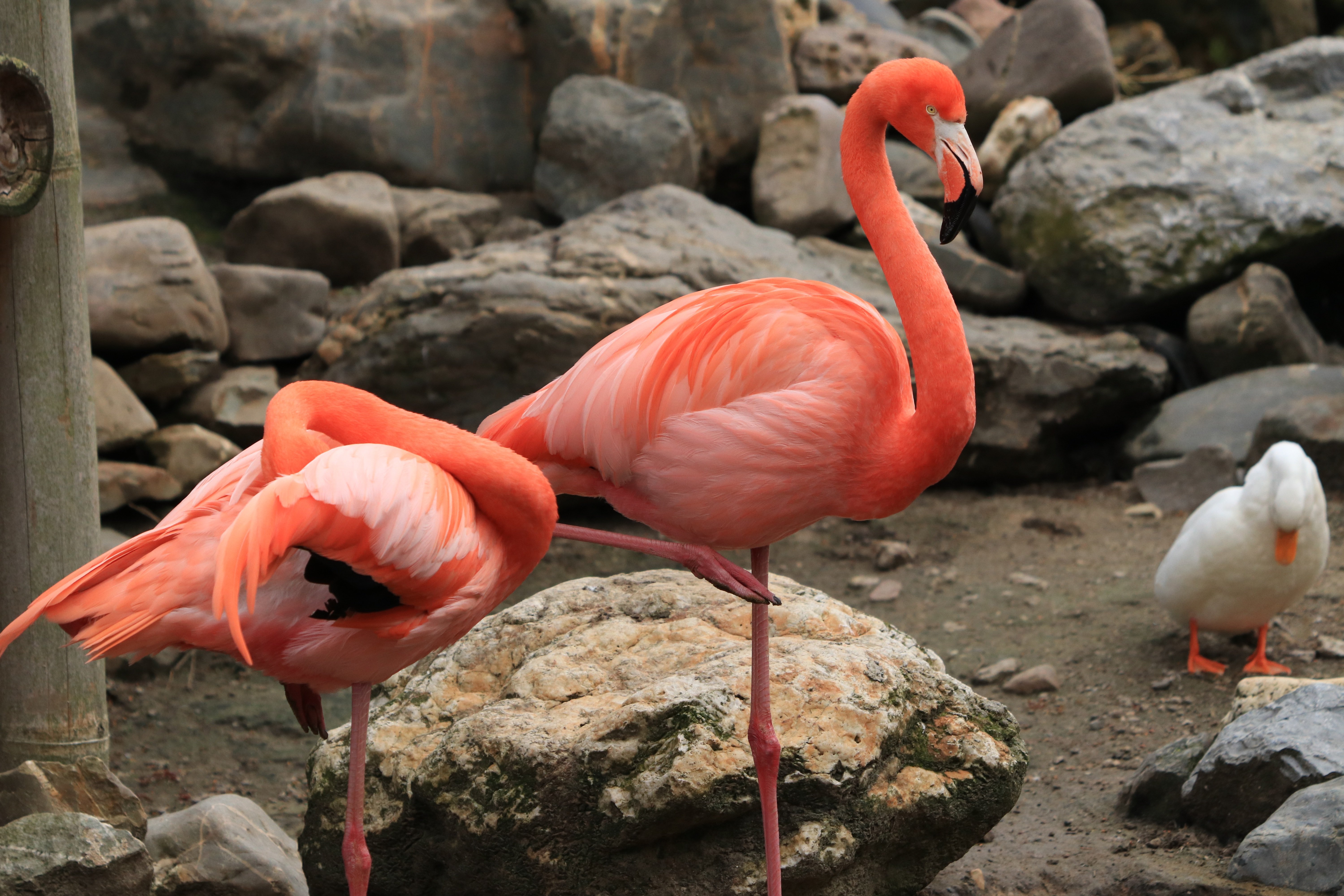 Zastaki.com - Два розовых фламинго в зоопарке у камней