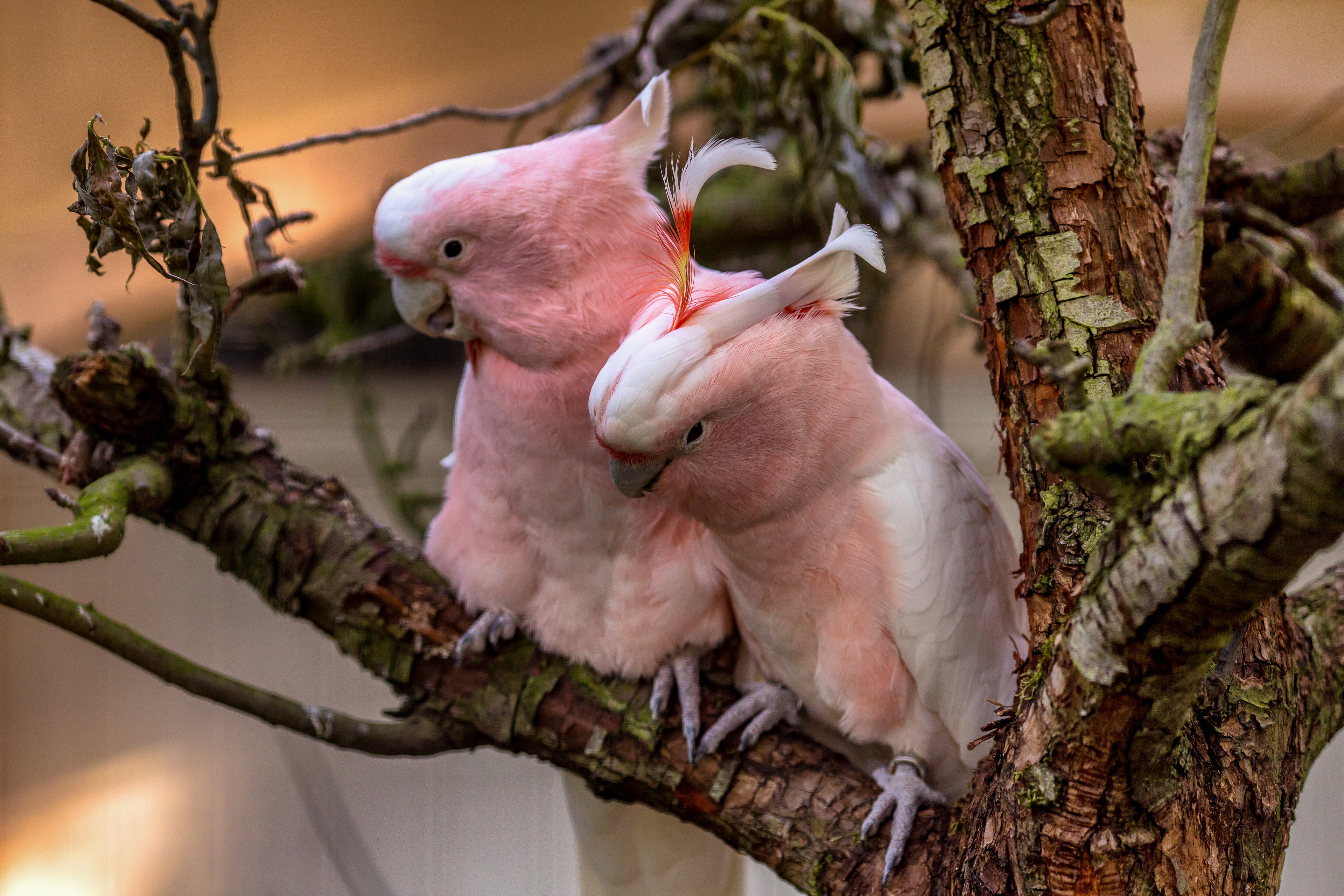 Животное с розовыми волосами. Попугай Какаду. Попугай Какаду розовый. Розовые животные. Розовая птица.