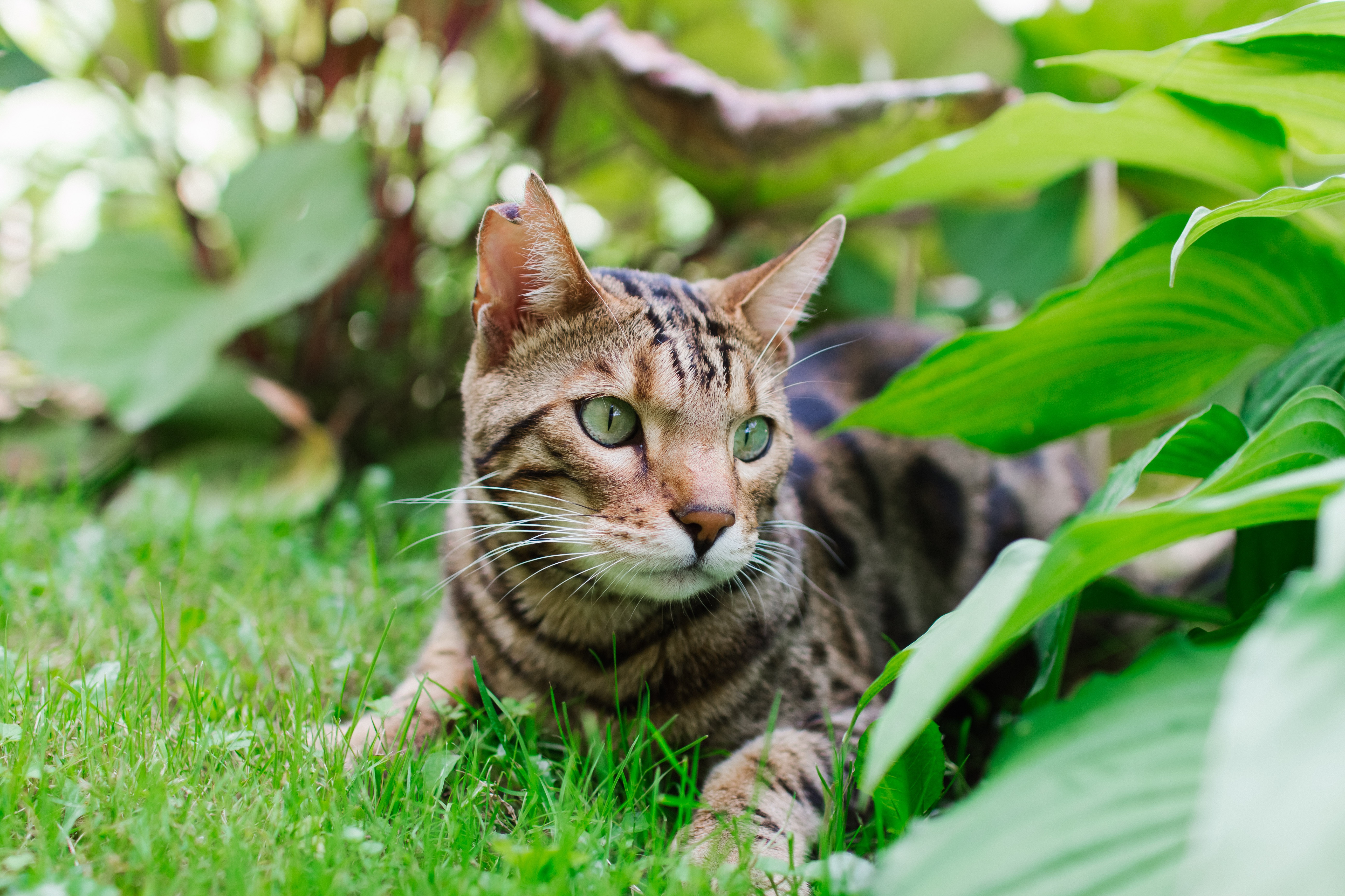 Zastaki.com - Красивая бенгальская кошка лежит на траве 