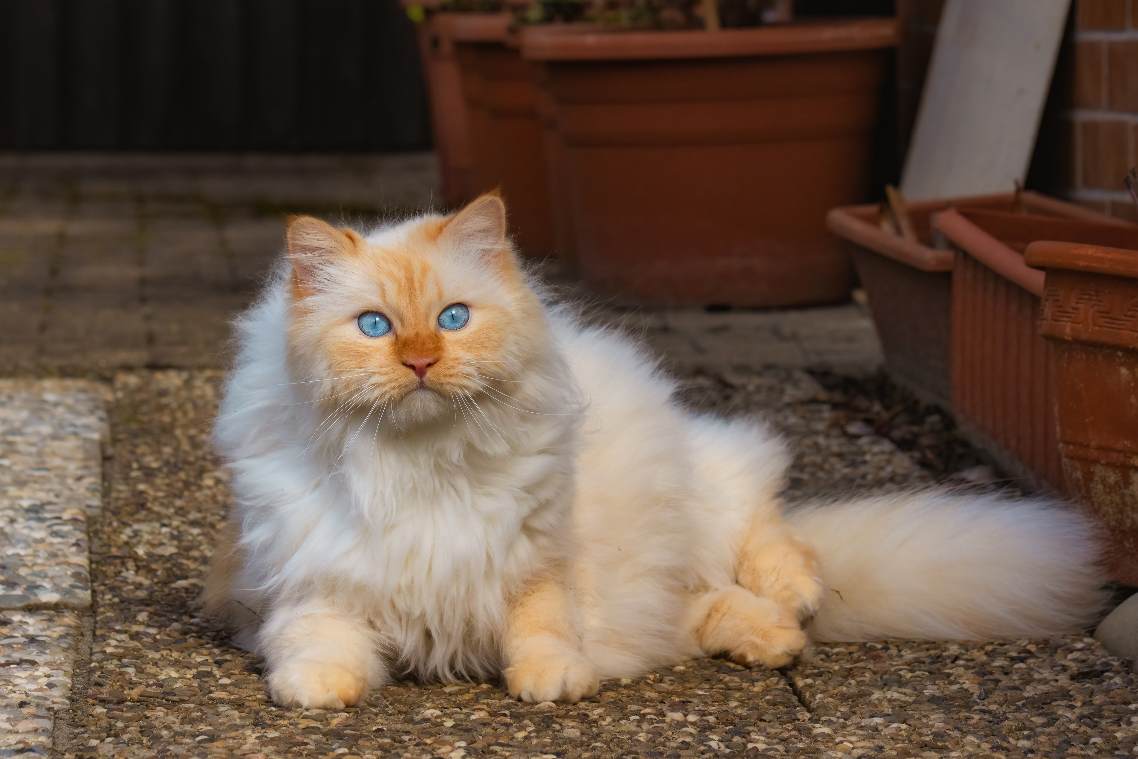 Zastaki.com - Красивый пушистый голубоглазый рыжий кот