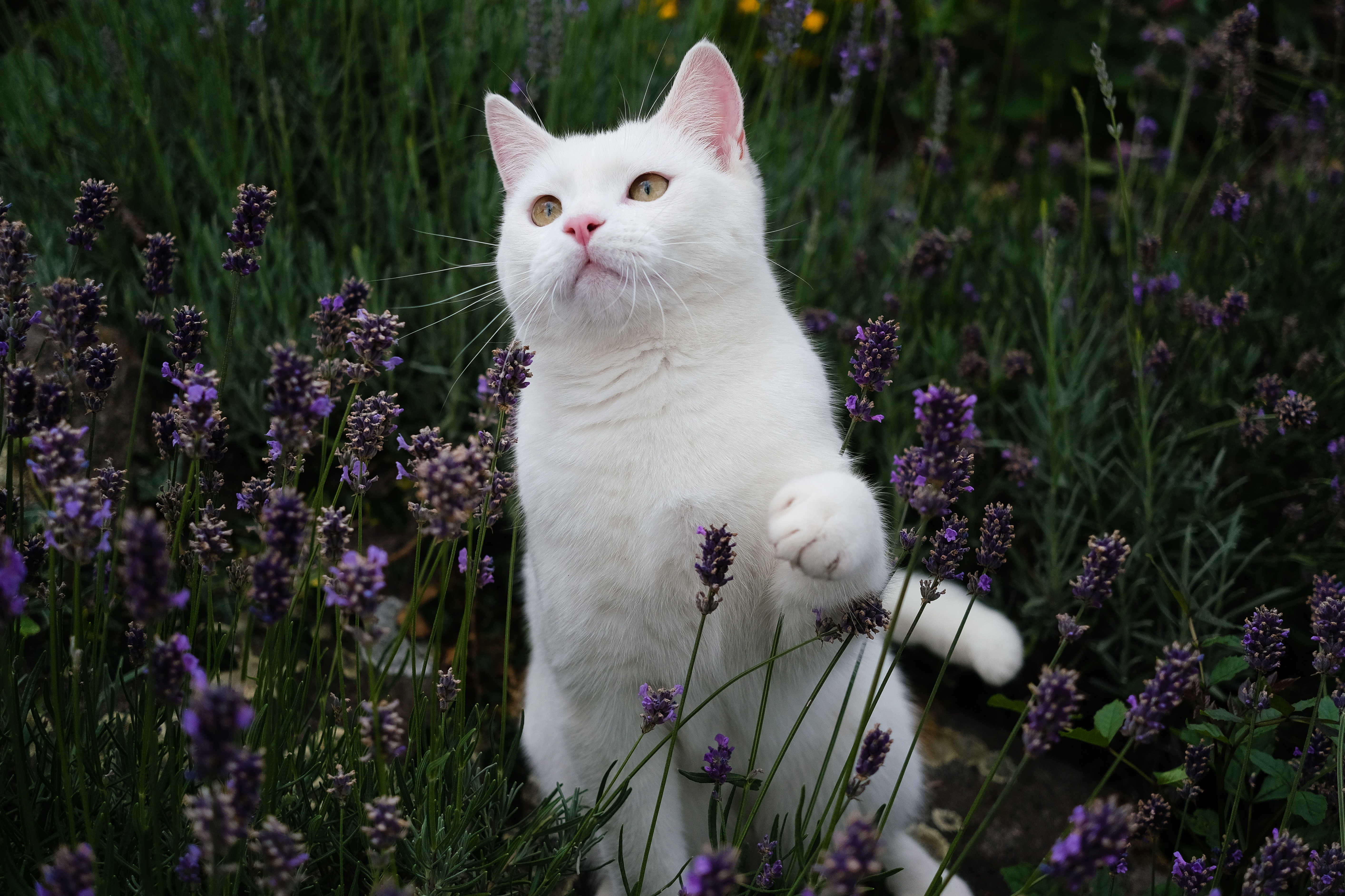 Zastaki.com - Красивый белый кот сидит в цветах лаванды